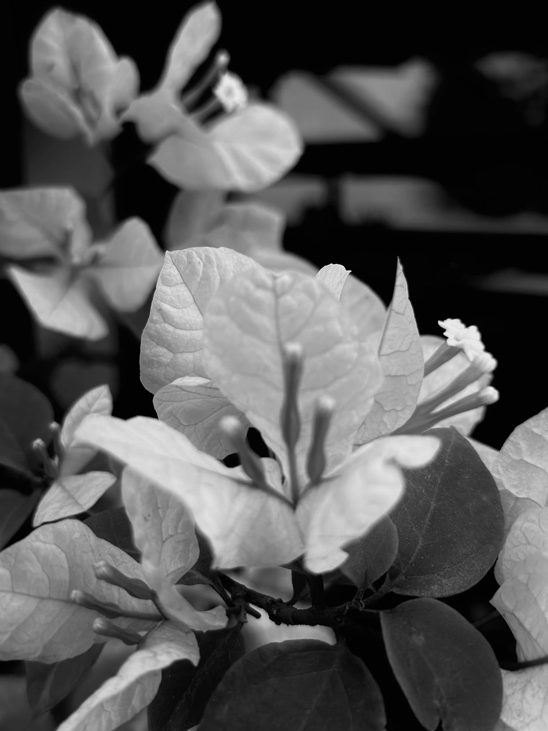 Close-up of a cluster of leaves and flowers, with some in the background, captured in black and white. Irene Kraegel, PsyD, is a Grand Rapids Christian therapist specializing in chronic pain, depression, and anxiety. Online and in-person.