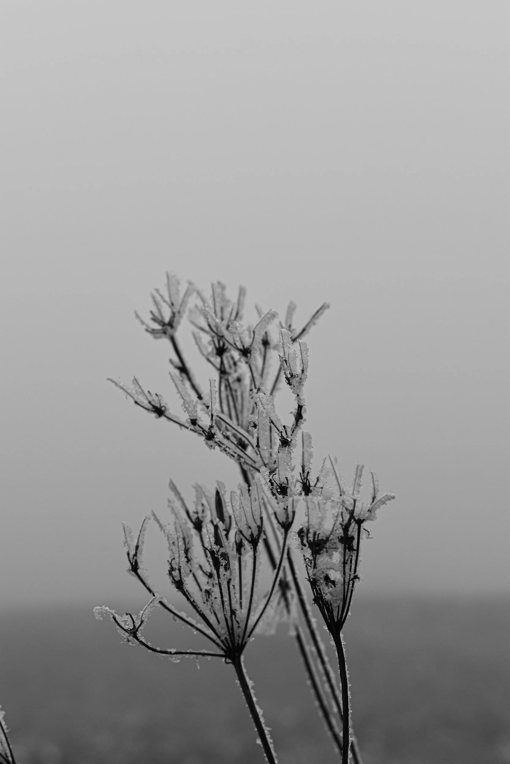 A close-up of a small plant covered in ice crystals, set against a blurred gray background. Irene Kraegel, PsyD is a doctoral-level Christian Counselor and psychologist offering therapy in-person and online for anxiety, depression, and chronic pain.