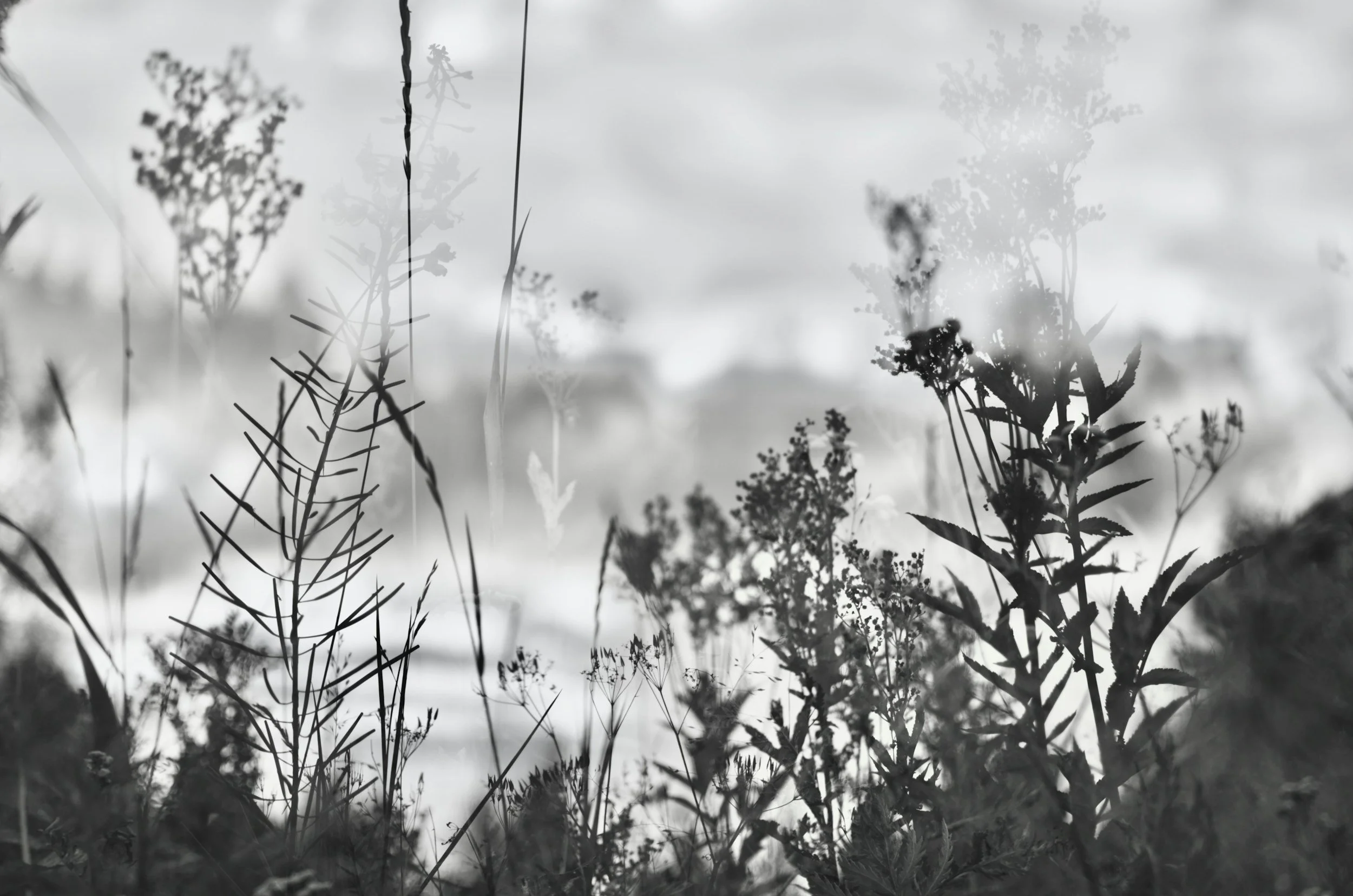 Gentle light illuminating wildflowers in field, evoking calm, hope, and the contemplative space therapy can provide.