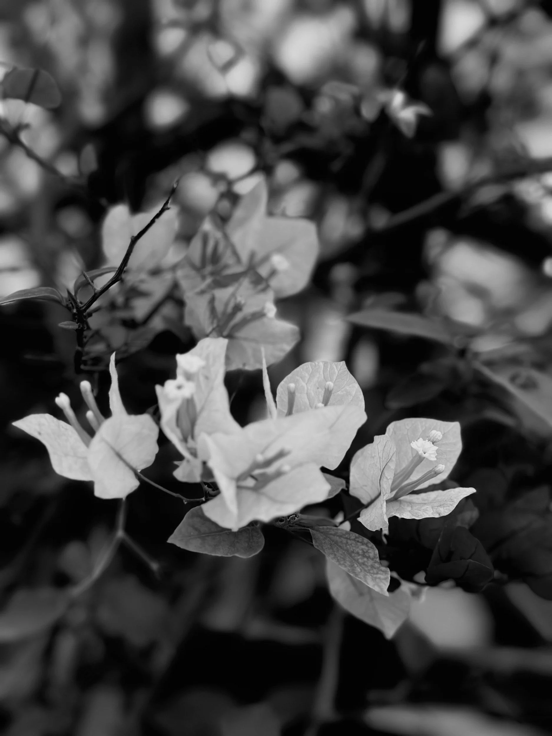 Close-up of flowers with light-colored petals and dark background, in black and white. Irene Kraegel, PsyD specializes in online and in-person (Michigan) therapy for anxiety, depression, and chronic pain, with Christian Counseling option.