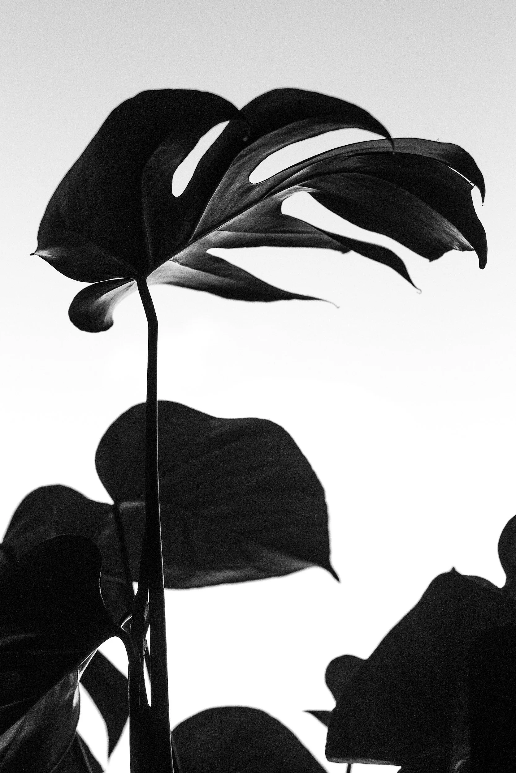 Black and white photograph of a Monstera plant with large, split leaves against a plain background. Anxiety, depression, and chronic pain are specialties of Irene Kraegel, PsyD, with in-person therapy in Grand Rapids and online through PsyPact.