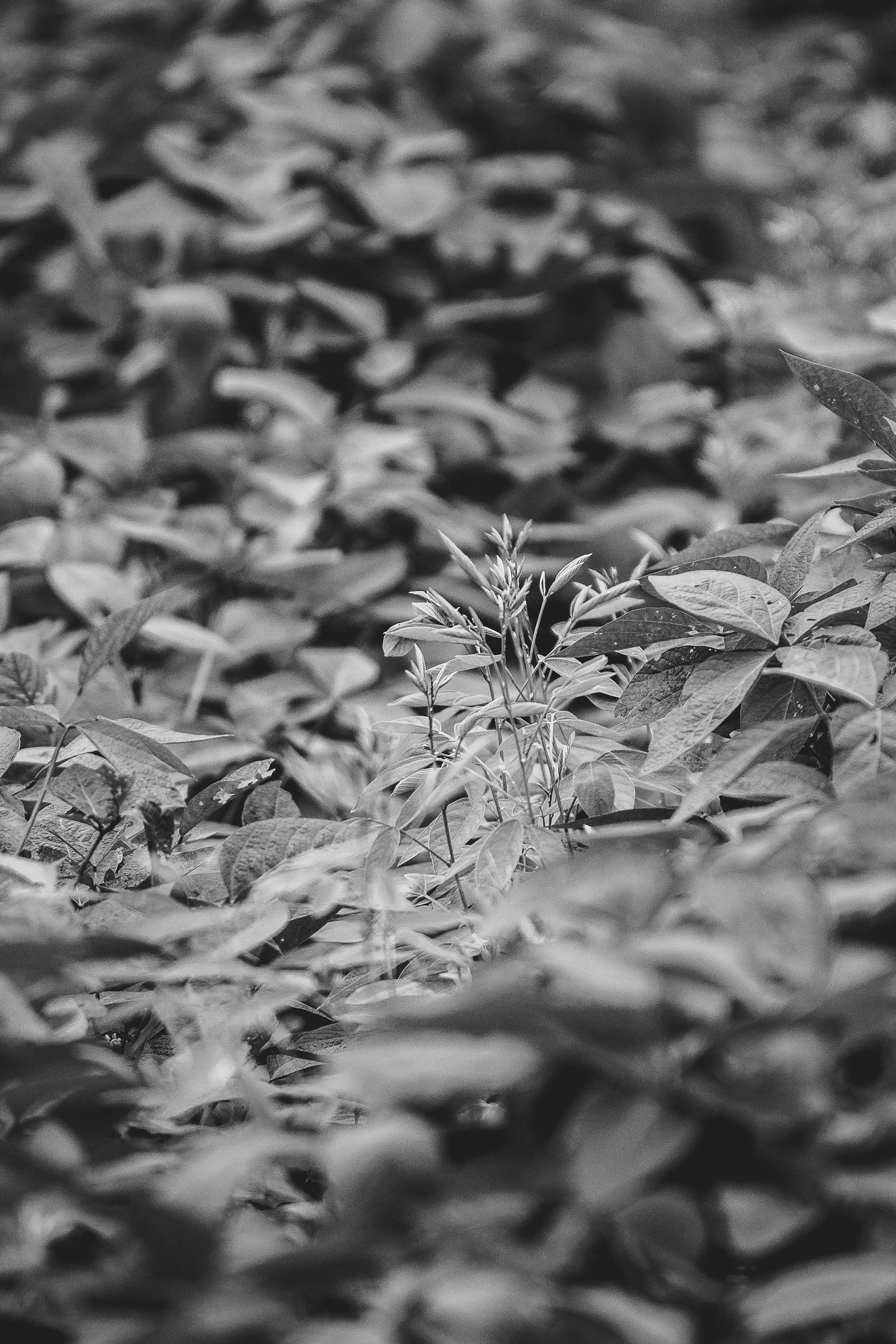Black and white photograph of dense foliage with leaves and small plants in the foreground, blurred background. Online therapy and in-person therapy available for anxiety, depression, and chronic pain through Christian Counselor Irene Kraegel, PsyD.