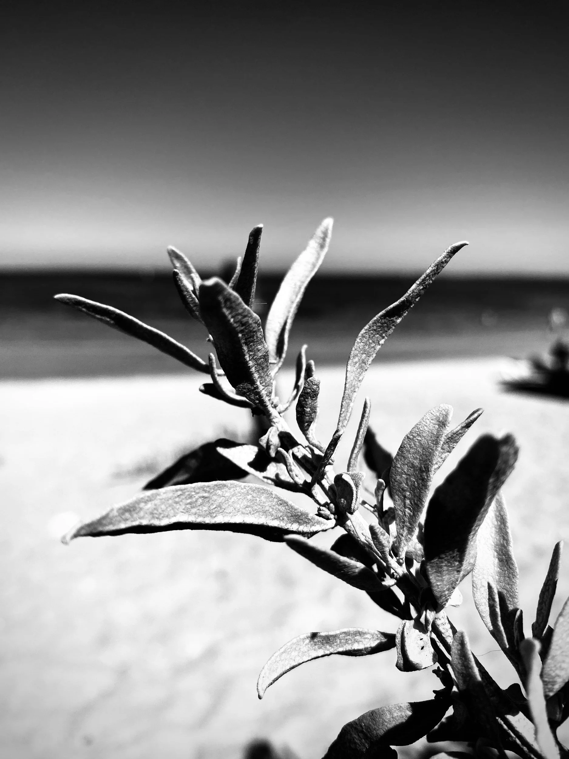 Close-up black and white photo of a plant with several leaves and buds, with a blurred background. Expert psychological Christian counseling is available in East Grand Rapids, Michigan, and online with Irene Kraegel, PsyD