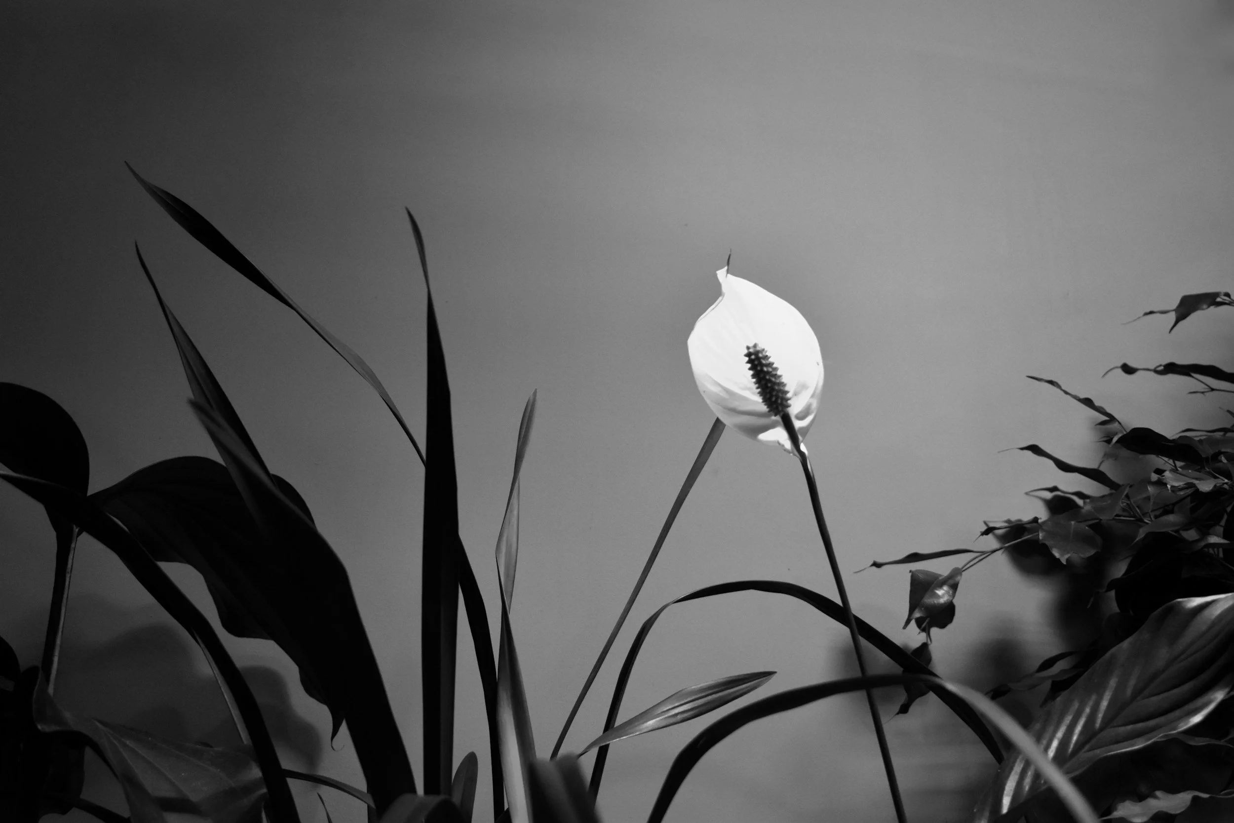 black and white photo of brightly lit flower against dark sky and grasses, symbolizing depression therapy available with Irene Kraegel PsyD in-person in Michigan and online in PsyPact states