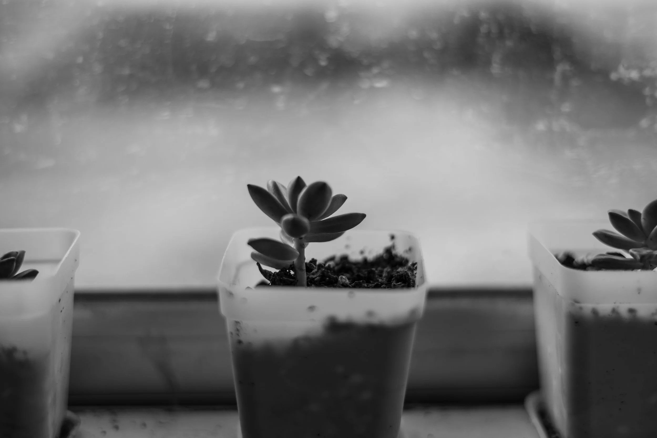 A lone succulent grows in a plastic container by a rainy window, symbolizing the loneliness that can result from being rejected by others. Dr. Kraegel outlines steps to take in handling rejection without internalizing negative messages about yourself