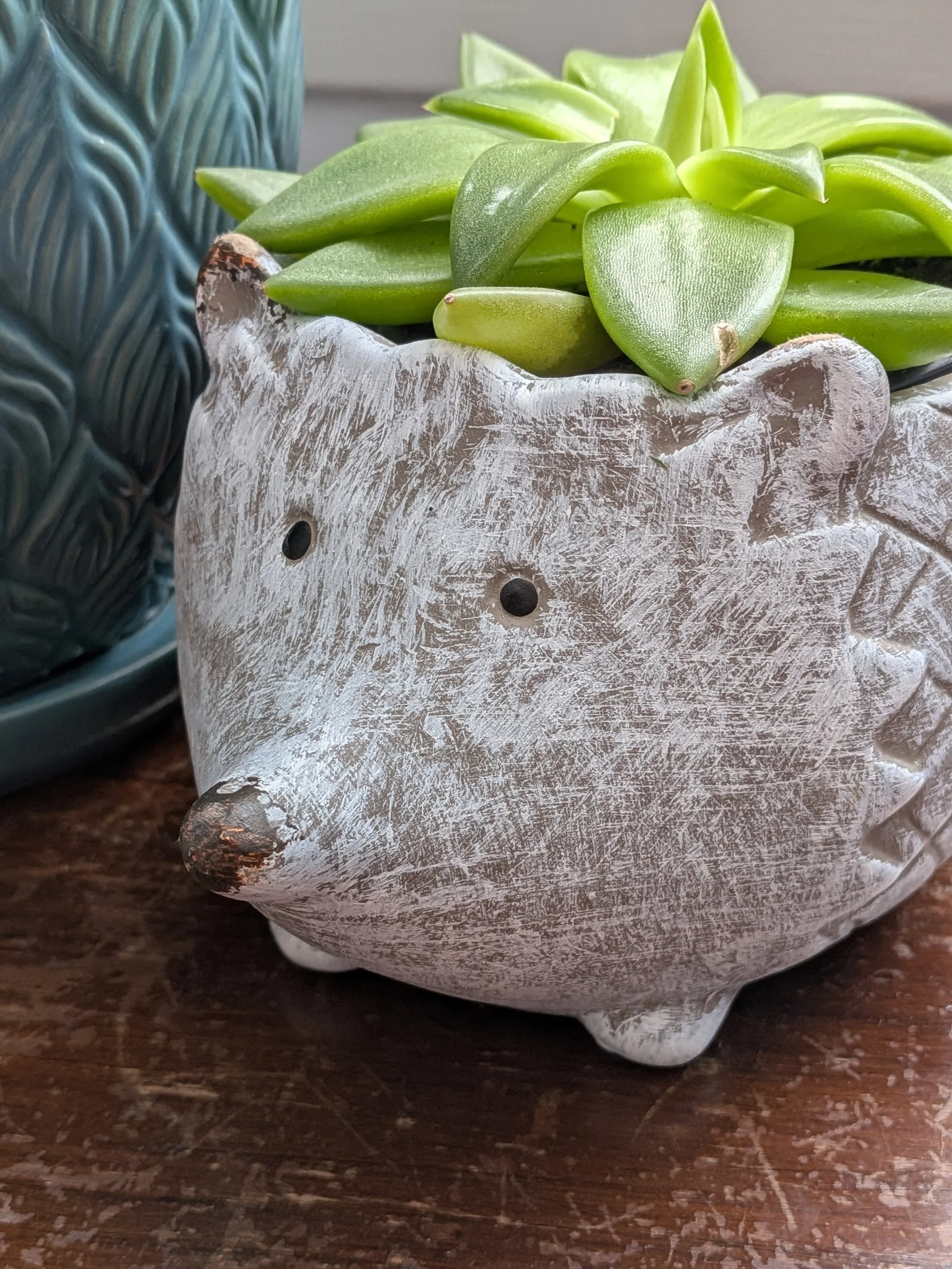 A ceramic hedgehog-shaped planter with a weathered white finish holding a green succulent plant in therapy office of Dr. Irene Kraegel, PsyD in Grand Rapids, MI