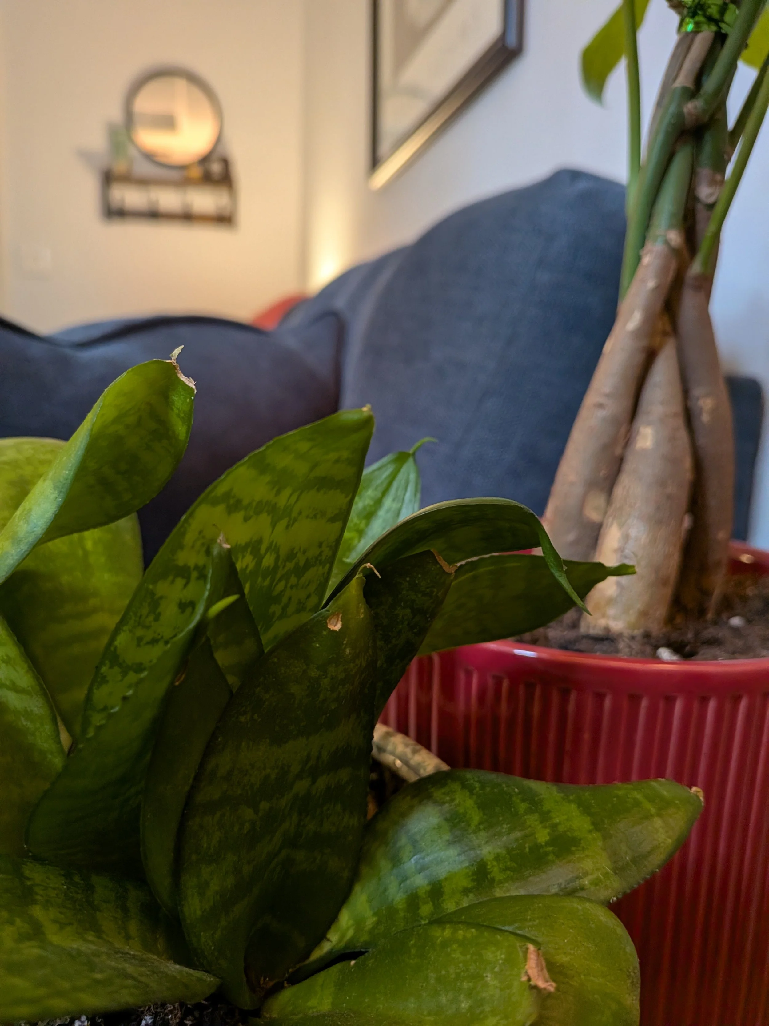 Close-up of a potted plant with large green leaves, with a blurred background show ing a red container and part of a blue sofa. Expert Christian Counseling by Dr. Irene Kraegel available online and in-person in Grand Rapids, Michigan.