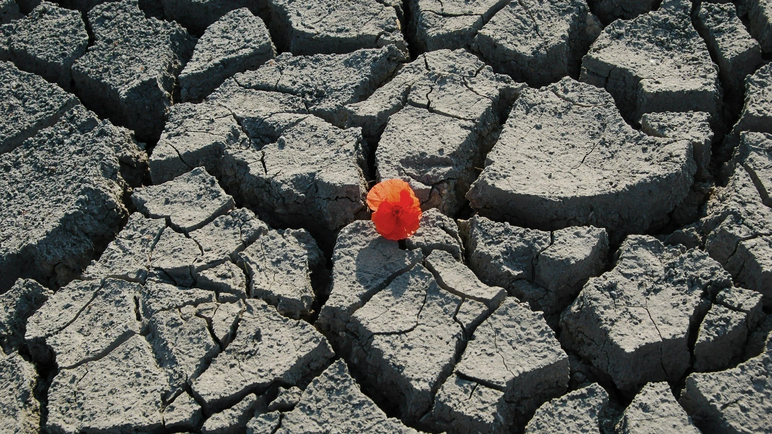 Orange flower emerging from dry & cracked earth symbolizes hope through Christian chronic pain treatment online and in-person in Grand Rapids, MI with Irene Kraegel, PsyD of Dwell Psychological Servies.