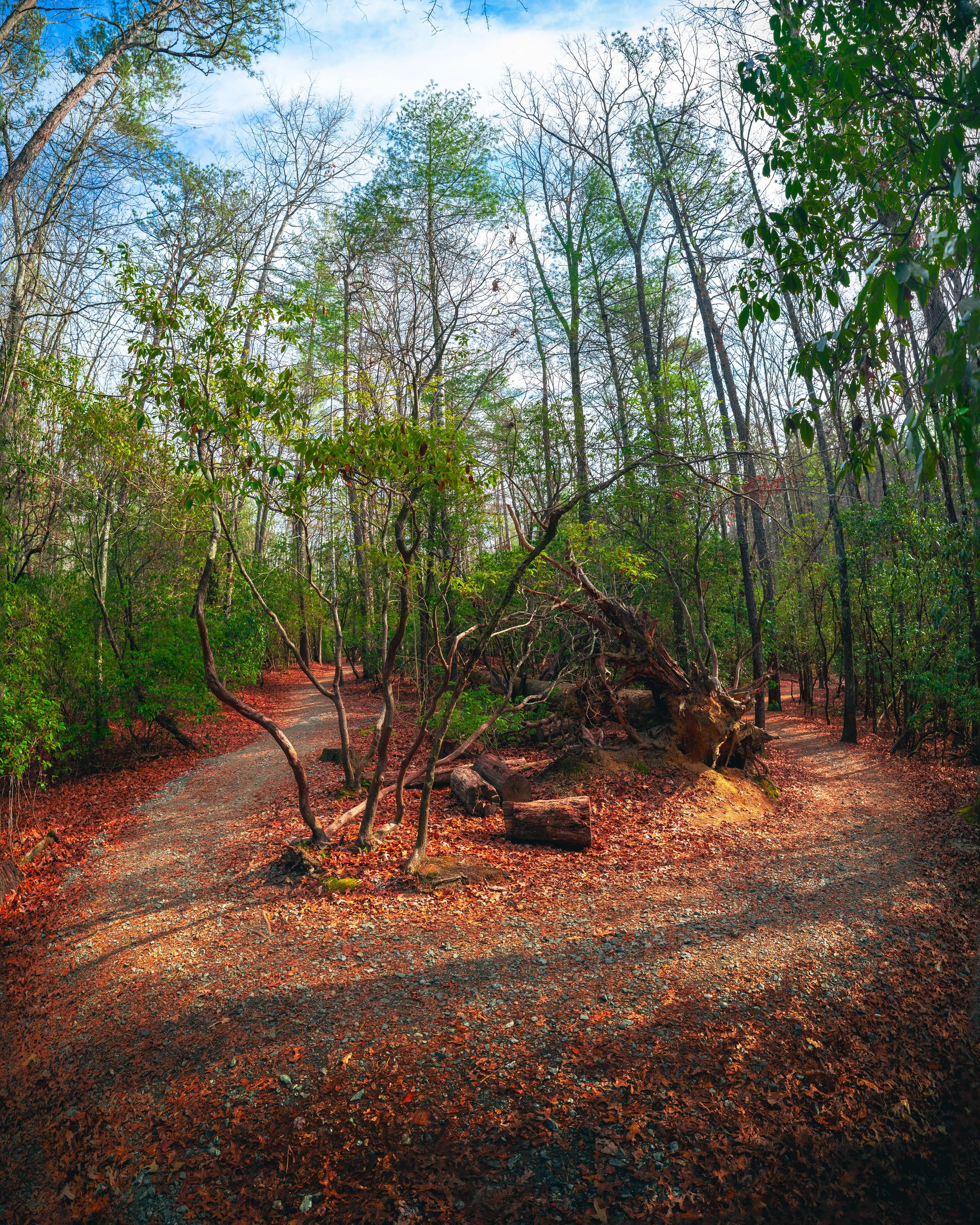 Taken on a hike while visiting some close friends in Asheville, North Carolina towards the end of December