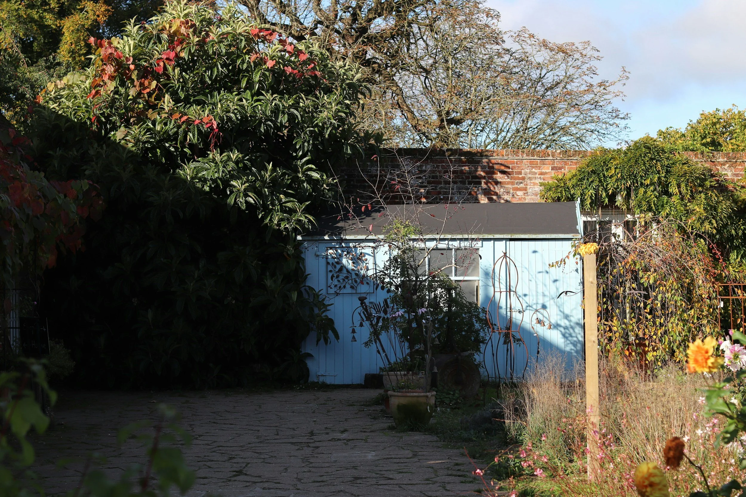 A backyard garden scene with a blue shed, surrounded by various plants and trees, on a sunny day with clear blue sky.