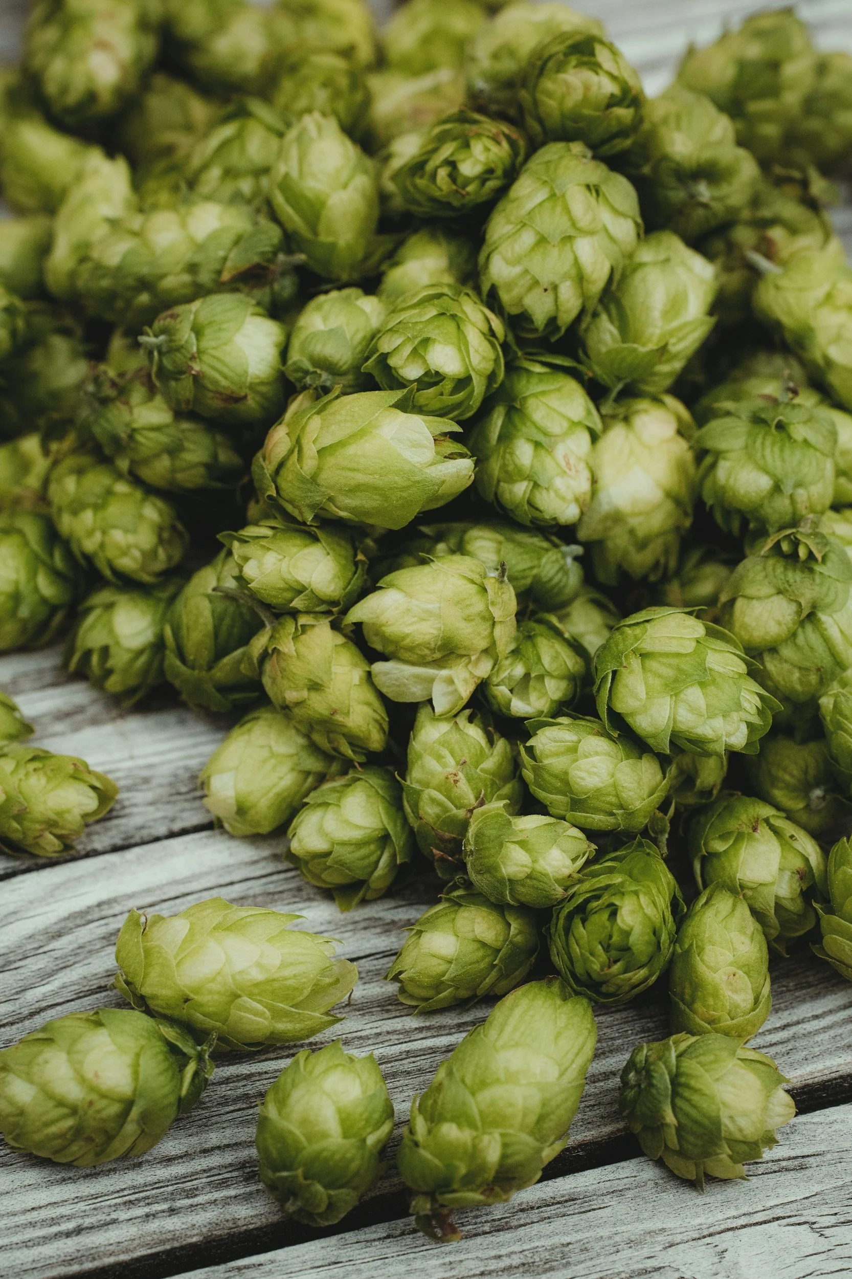 Fresh green hop cones scattered on a weathered wooden surface.