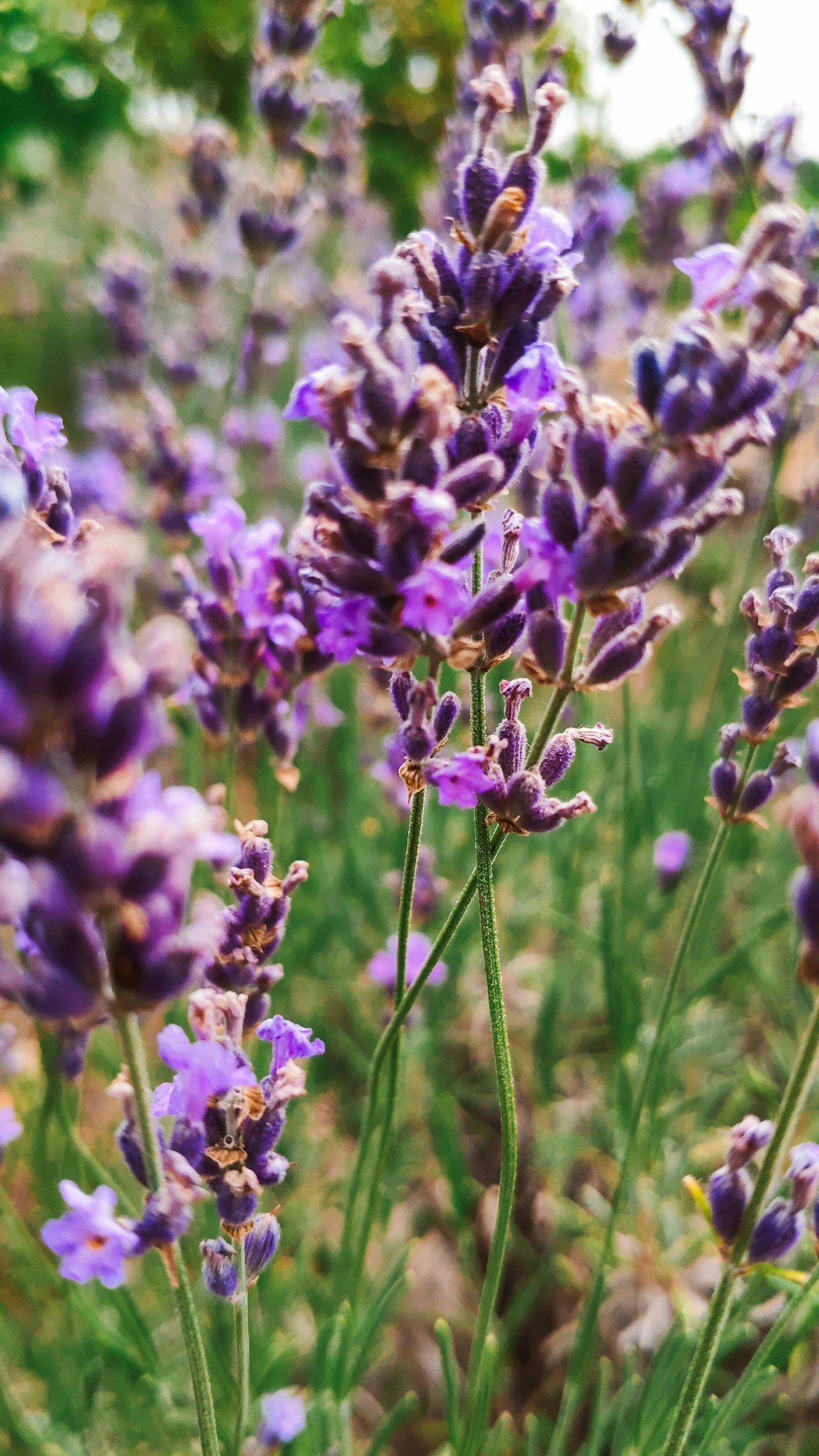 Close-up of purple lavender flowers blooming in a garden.