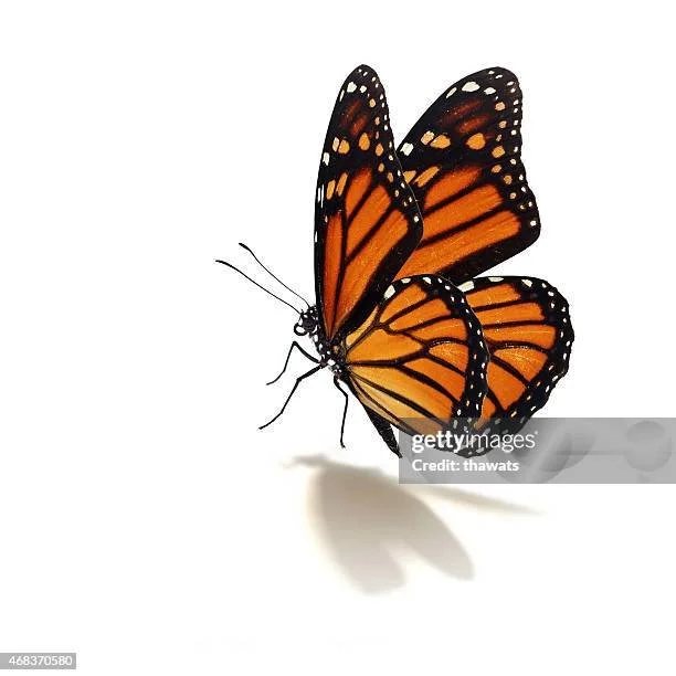 A Monarch butterfly with orange and black wings sitting on a surface, casting a shadow.