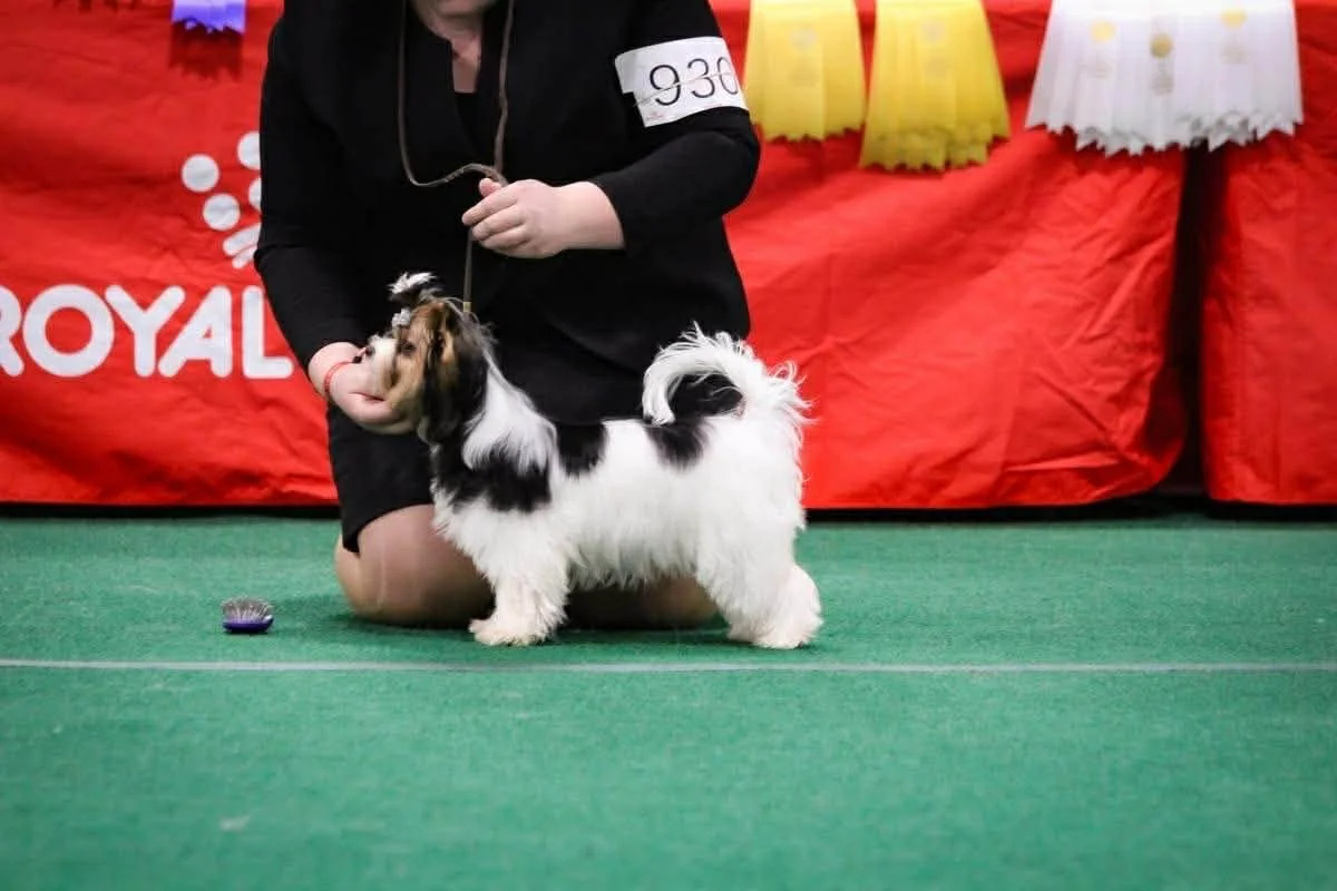 Lola ring shot 2.jpg