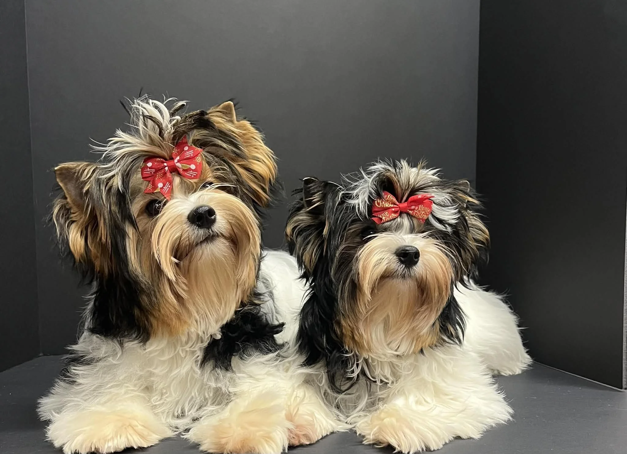 l and l christmas.jpg