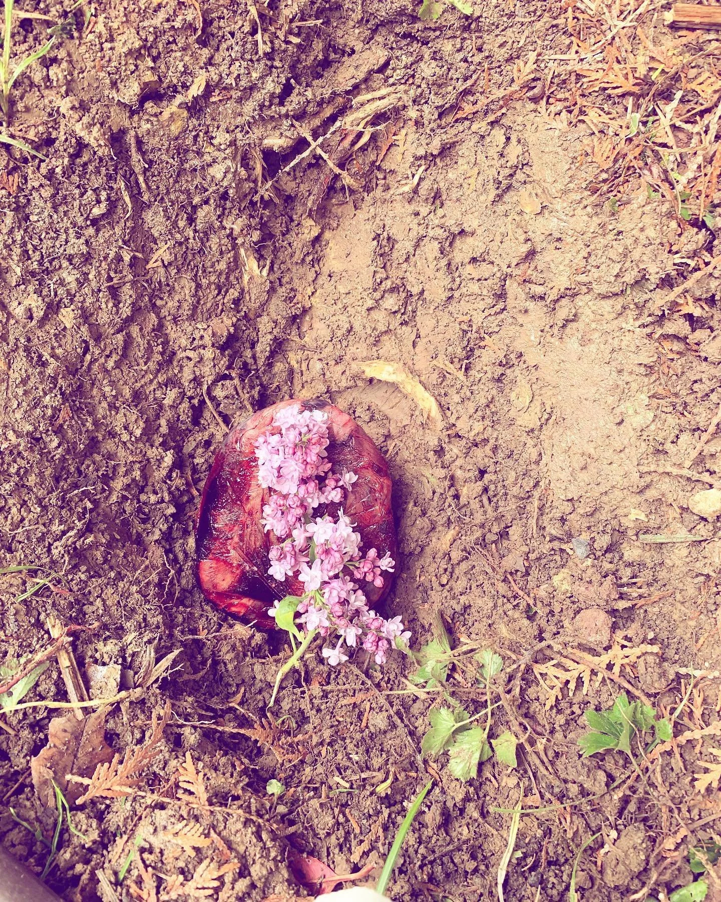 ✨🌳 Placenta Burial Ceremony 
(TW: graphic picture of a placenta if you swipe) 

Did you know that you can keep your placenta after birth and that there are different things you can do to pay respect to this incredible organ? There is placenta encaps