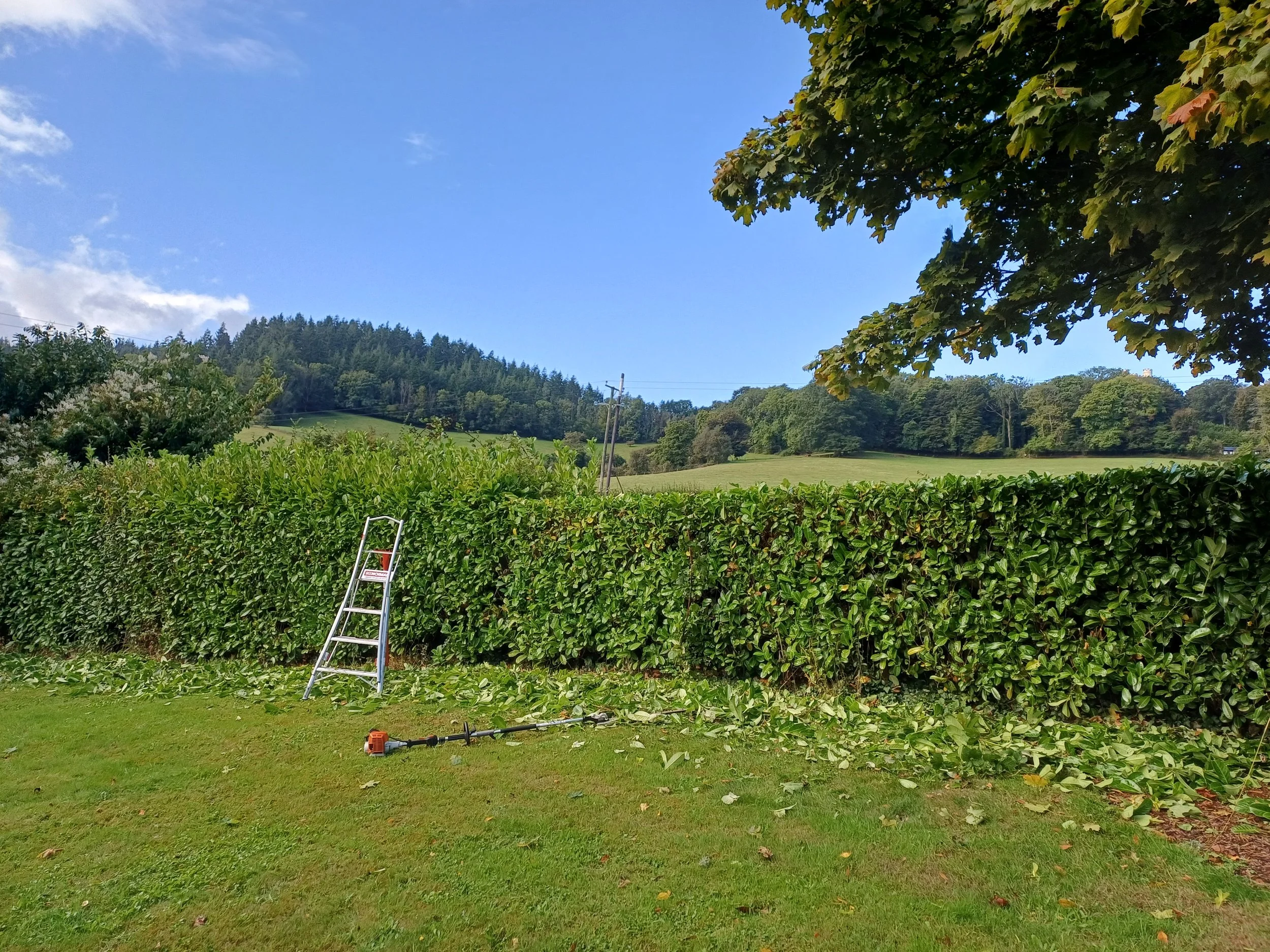 Hedge trimming with a view.jpg