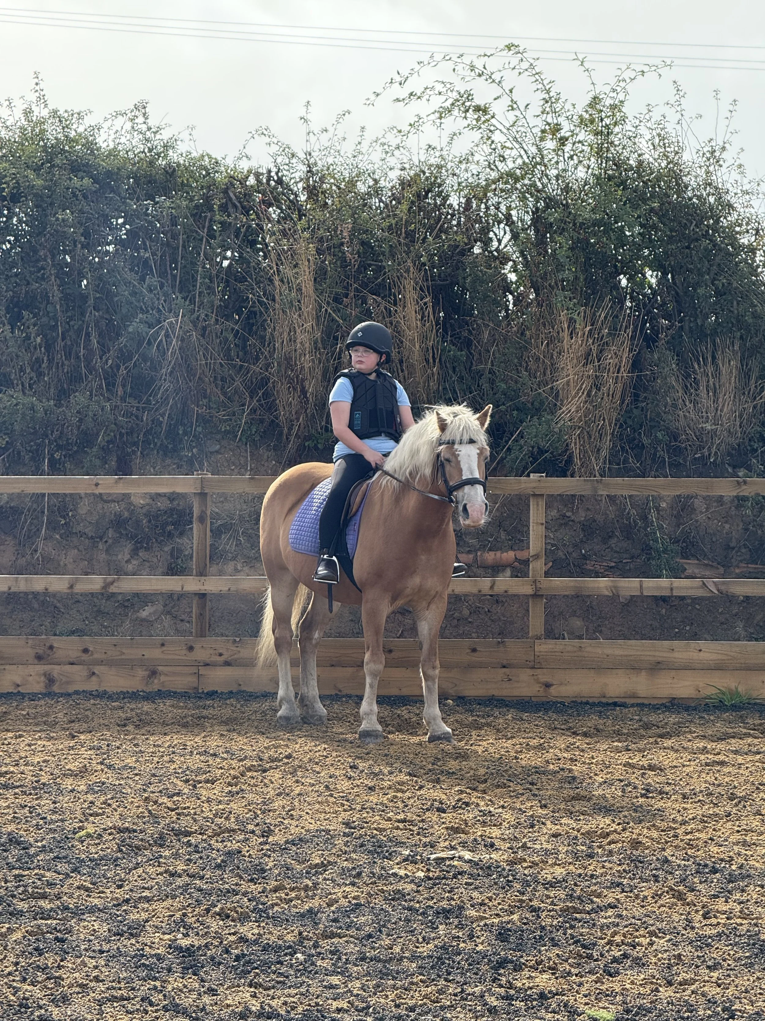 A young girl wearing a helmet, riding a light brown horse with a purple saddle pad in an outdoor riding arena with a wooden fence and tall bushes in the background.