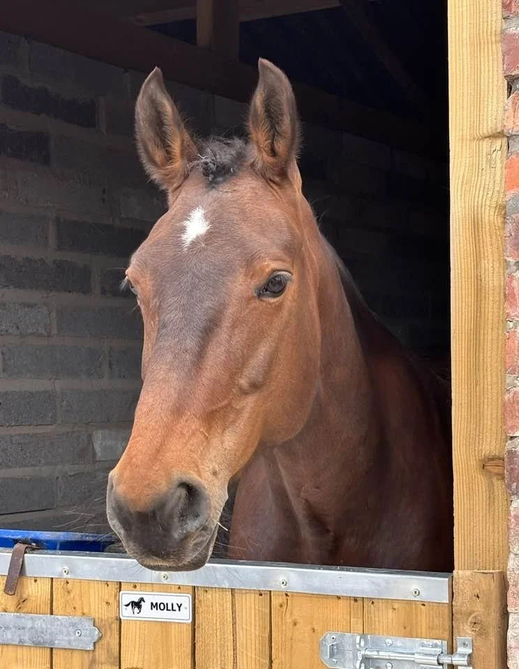 Close-up of a brown horse with a white star-shaped marking on its forehead, sticking its head out of a barn window. The window frame is wooden, and there is a black brick wall inside. A nameplate on the barn reads 'Molly' with a horse icon.