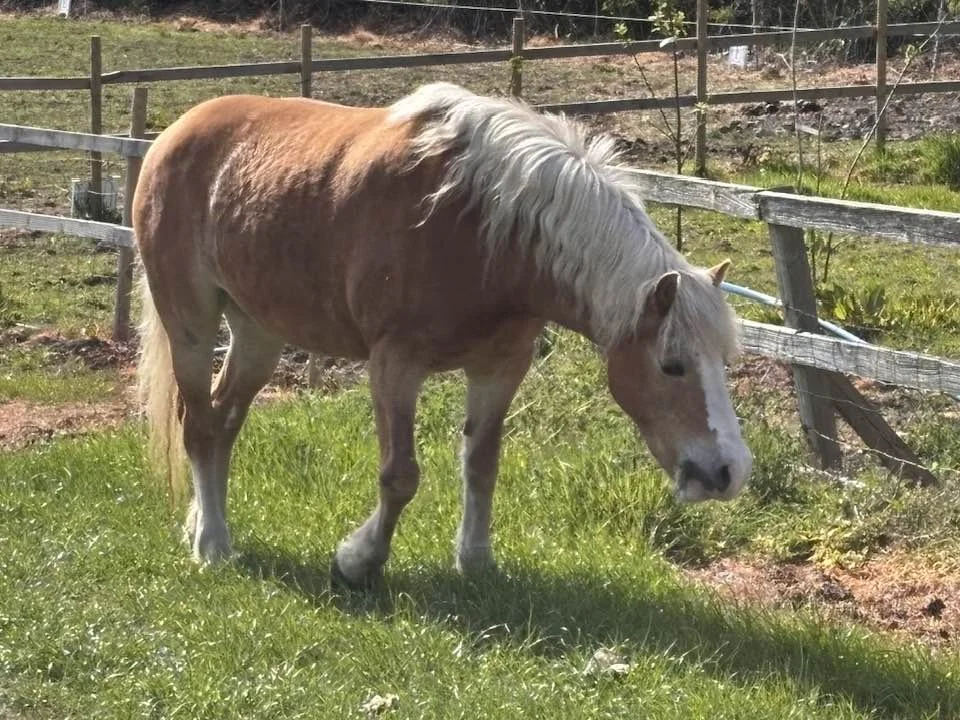 A light-colored horse grazing on grass in a fenced pasture.