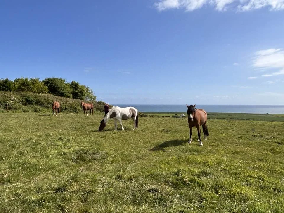 A scenic view of five horses grazing on a grassy meadow with the ocean in the background and a clear blue sky.