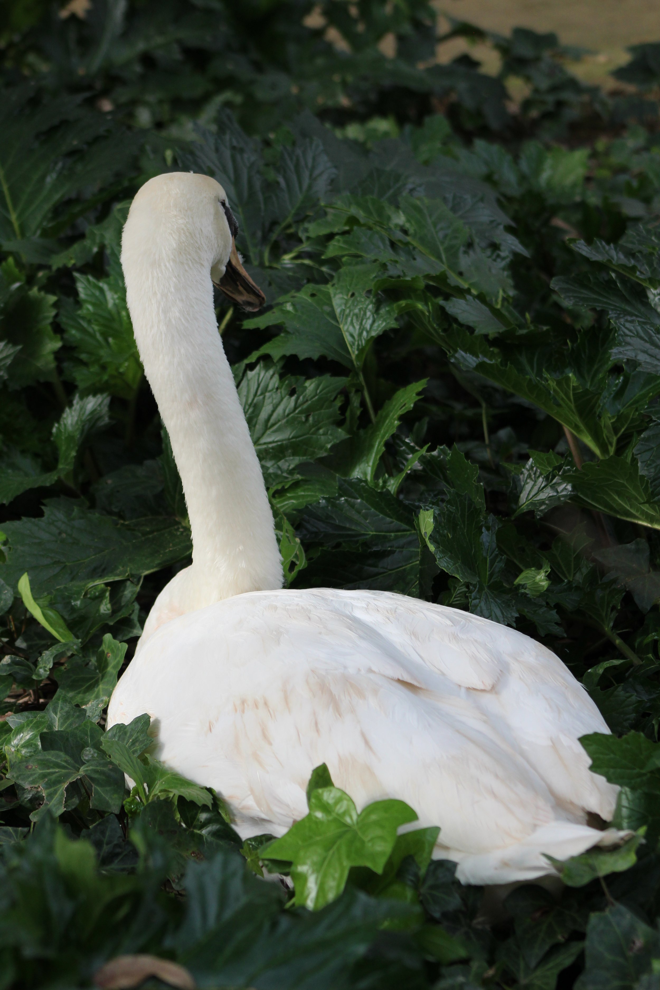 Photograph of a white swan against a green leafy background