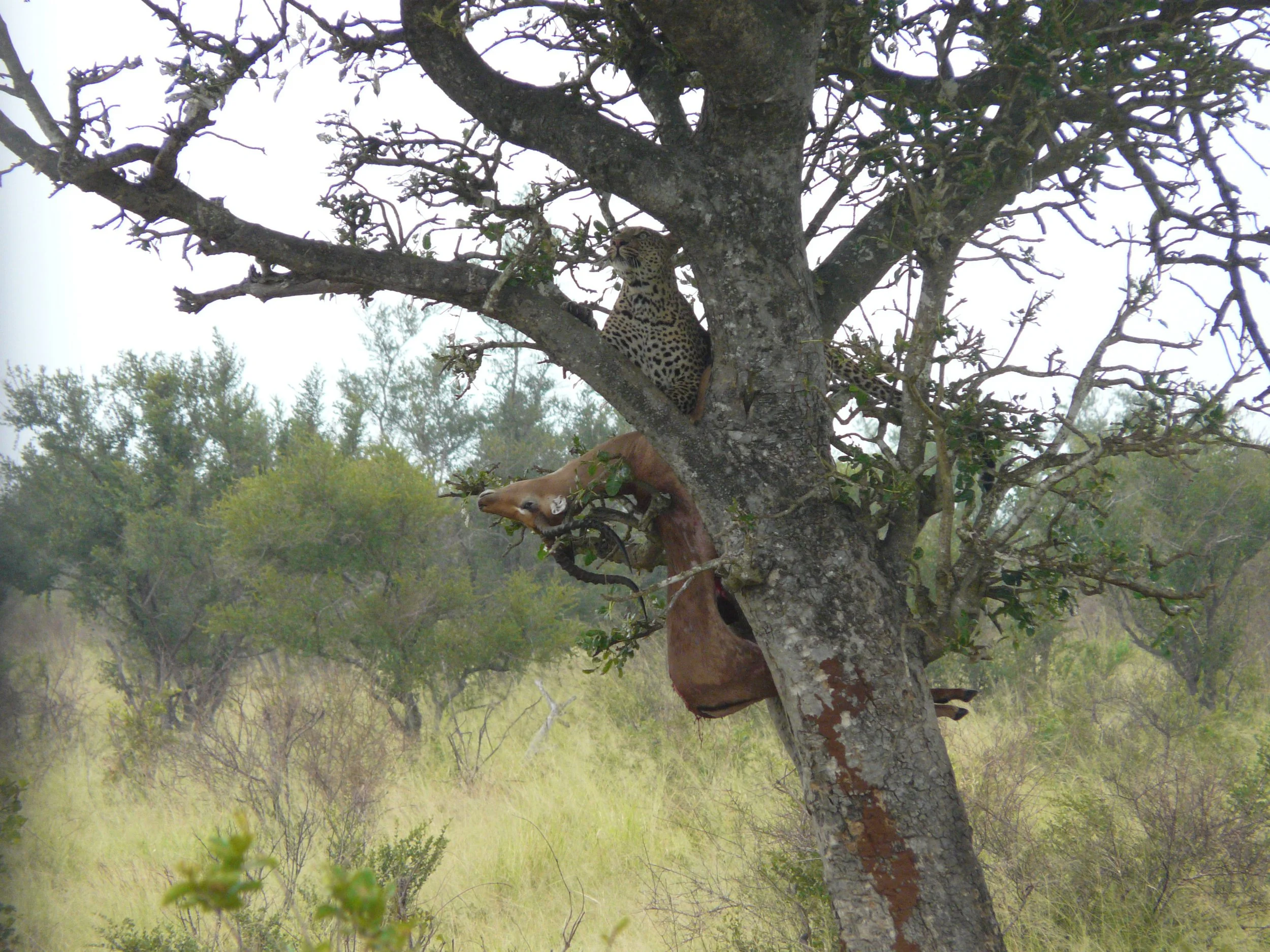 Do Animals Say Grace?