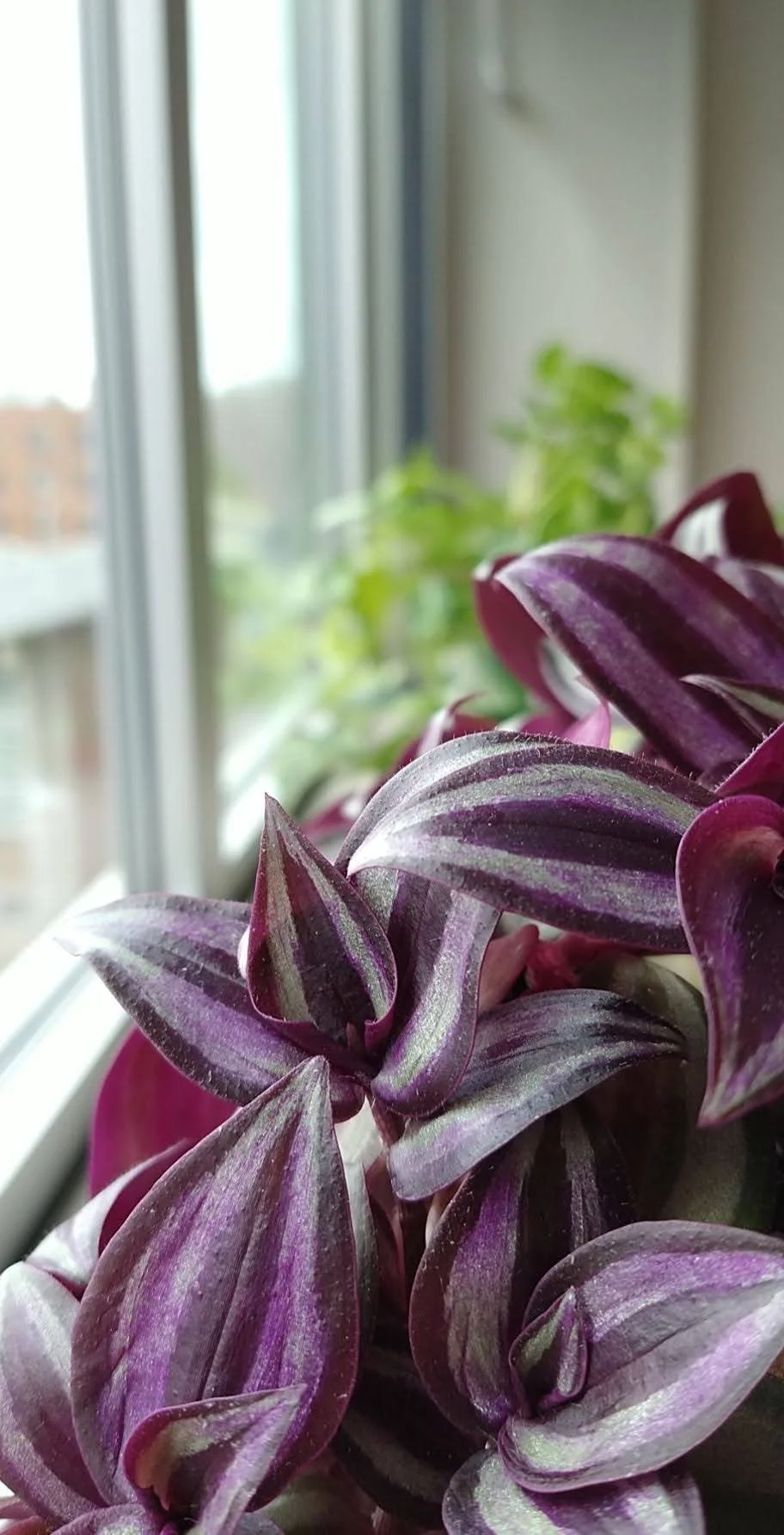 Plant Friends