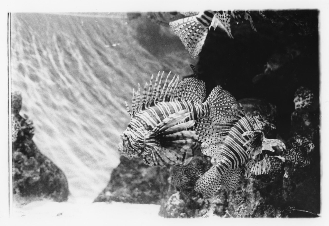 Invasive Species, Behind the Glass