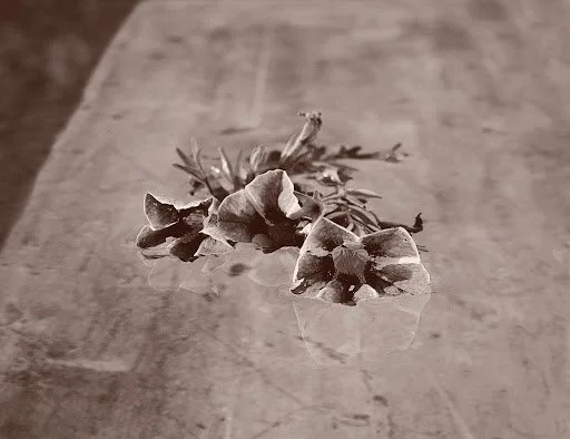 Fading Flower
