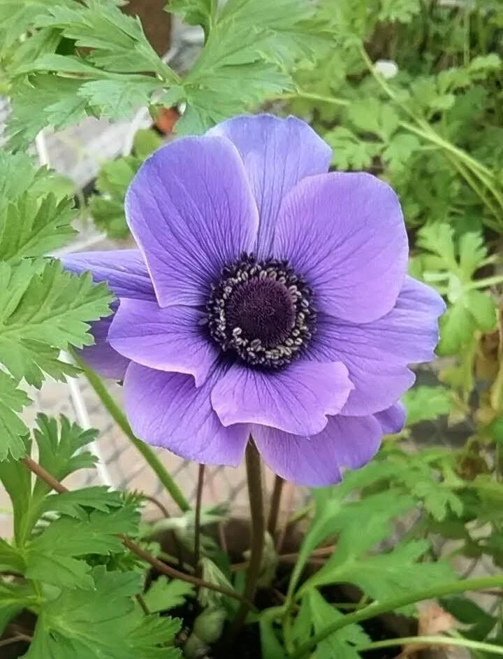 Greenhouse Anemone