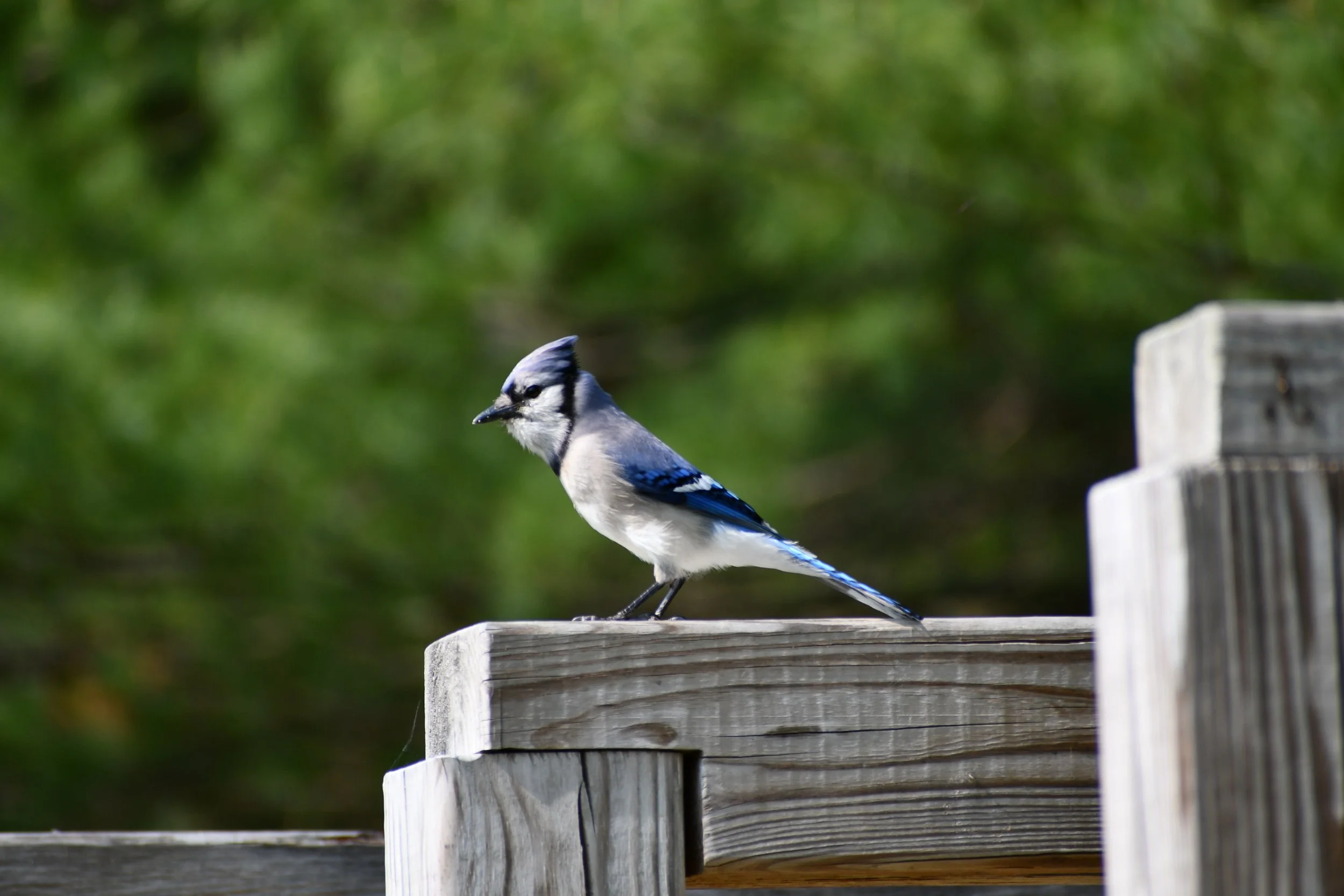 Blue Jay