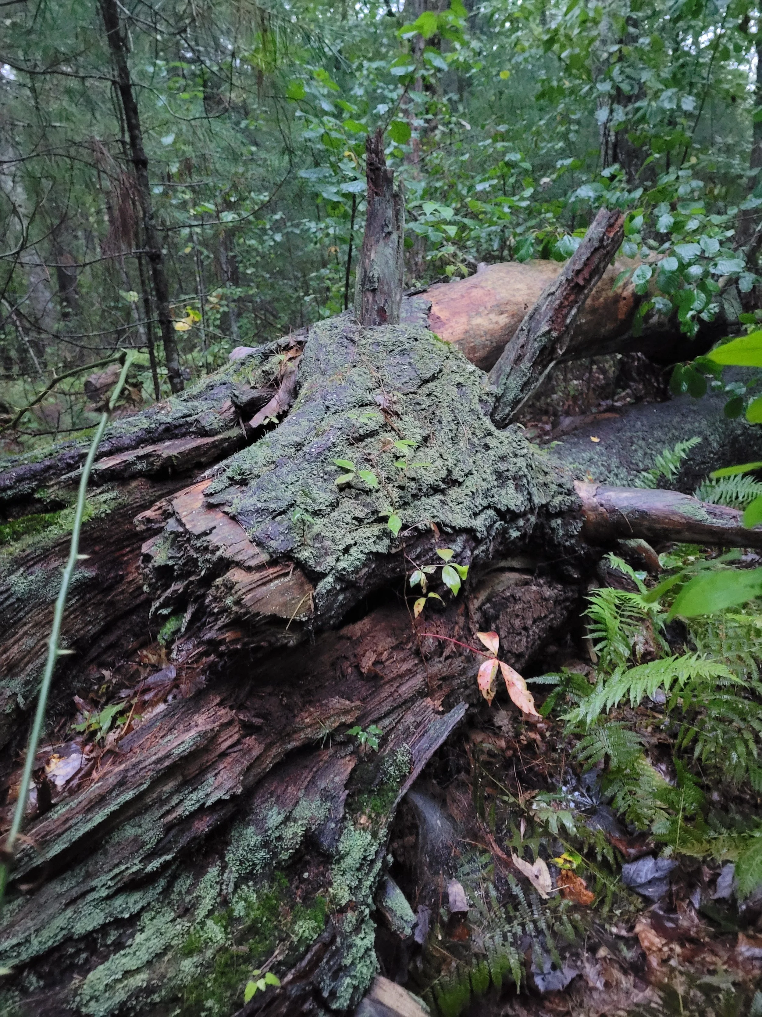 The Dragon of Wheaton Woods