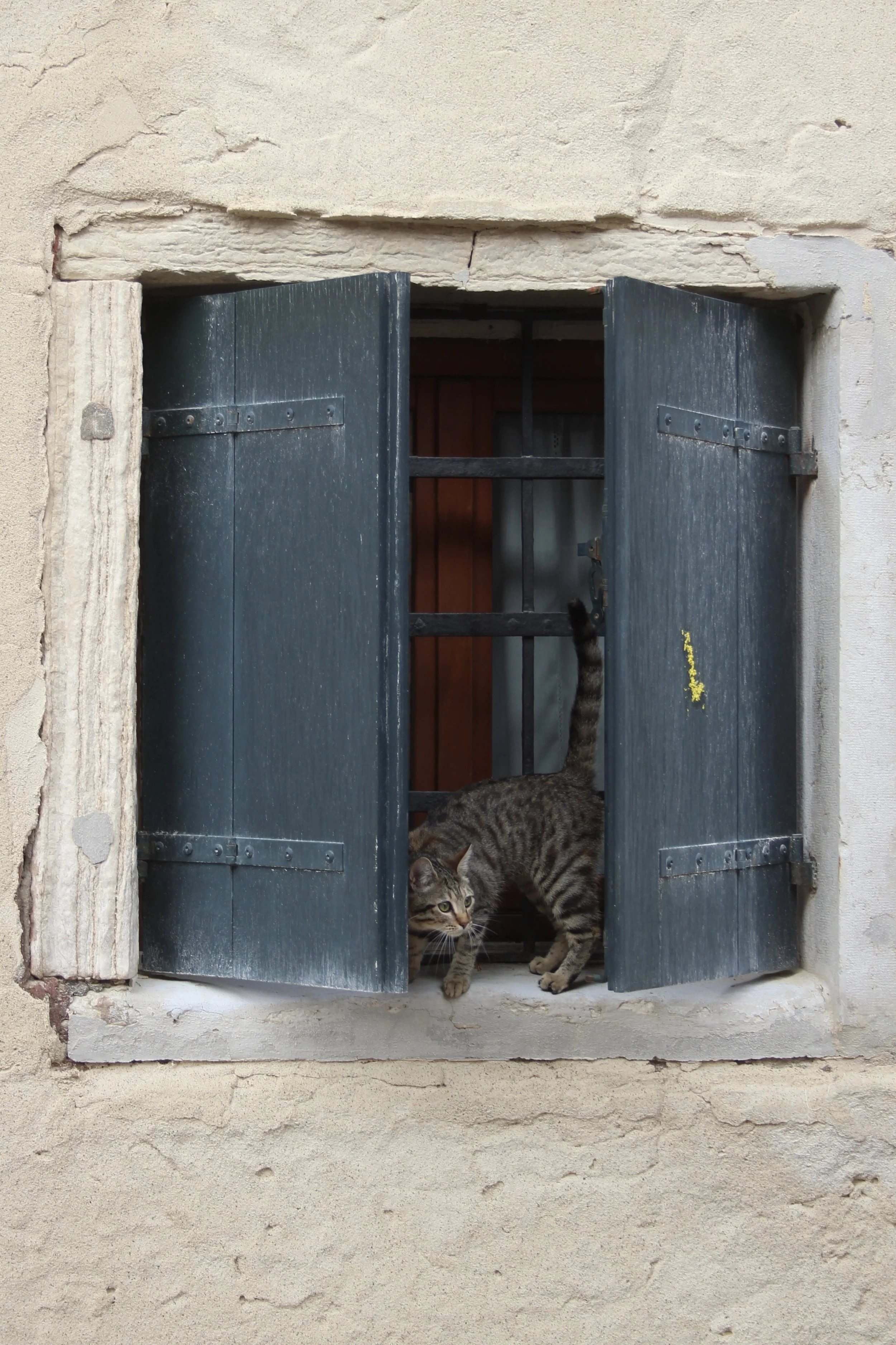 Photograph of a tabby cat peeking out of a partially open window