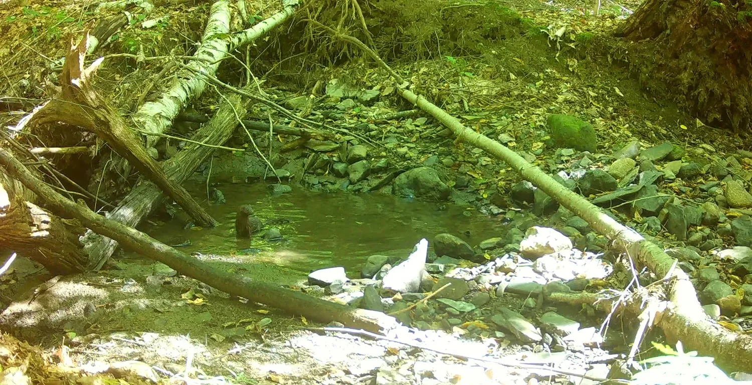 AmericanMink_RW Still(C).webp