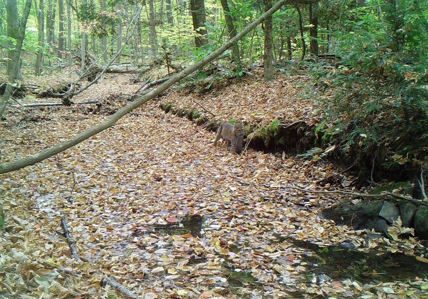 Bobcat_RW_Still (4)(C).webp