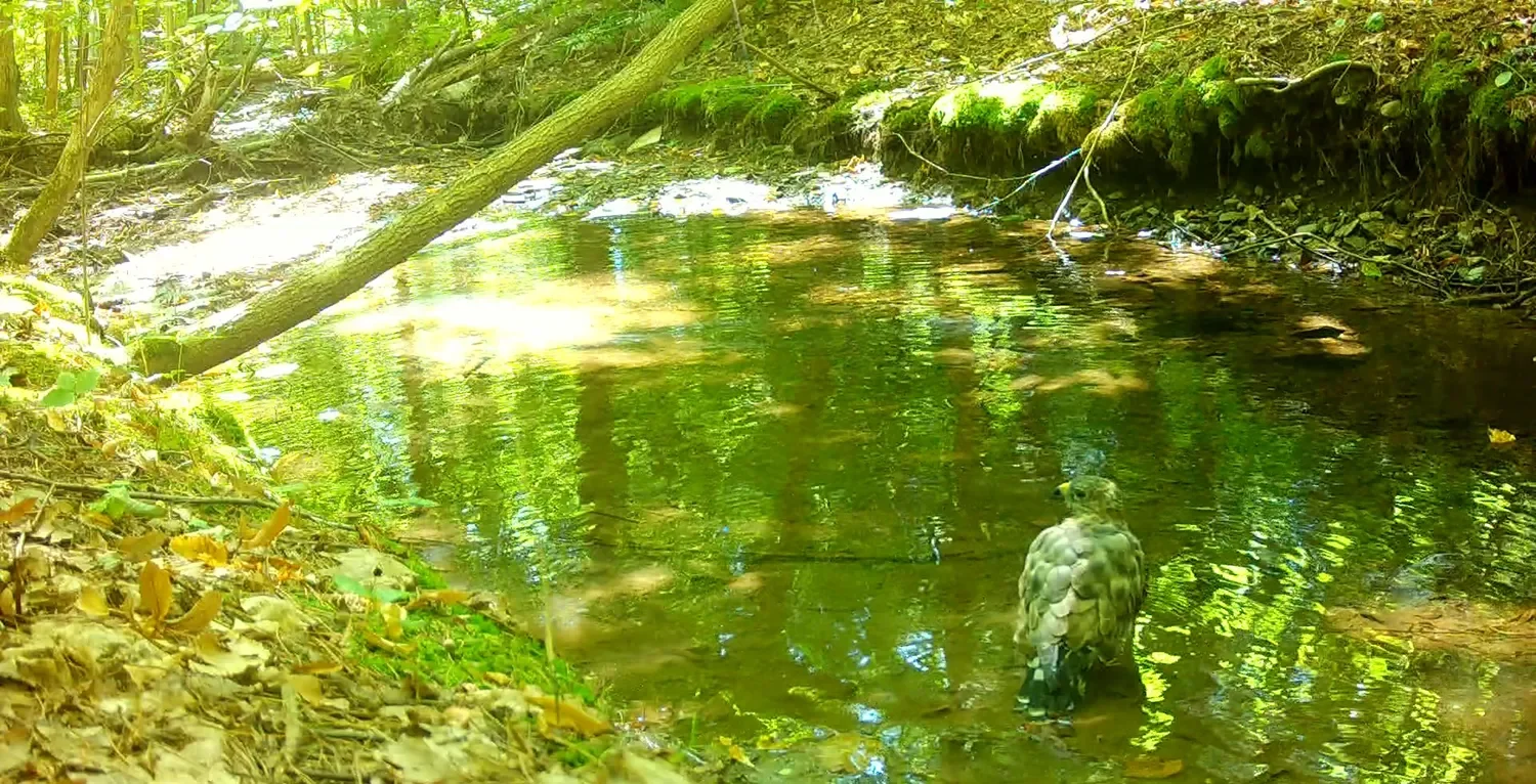 BroadWing_RW (3)_Still(C).webp