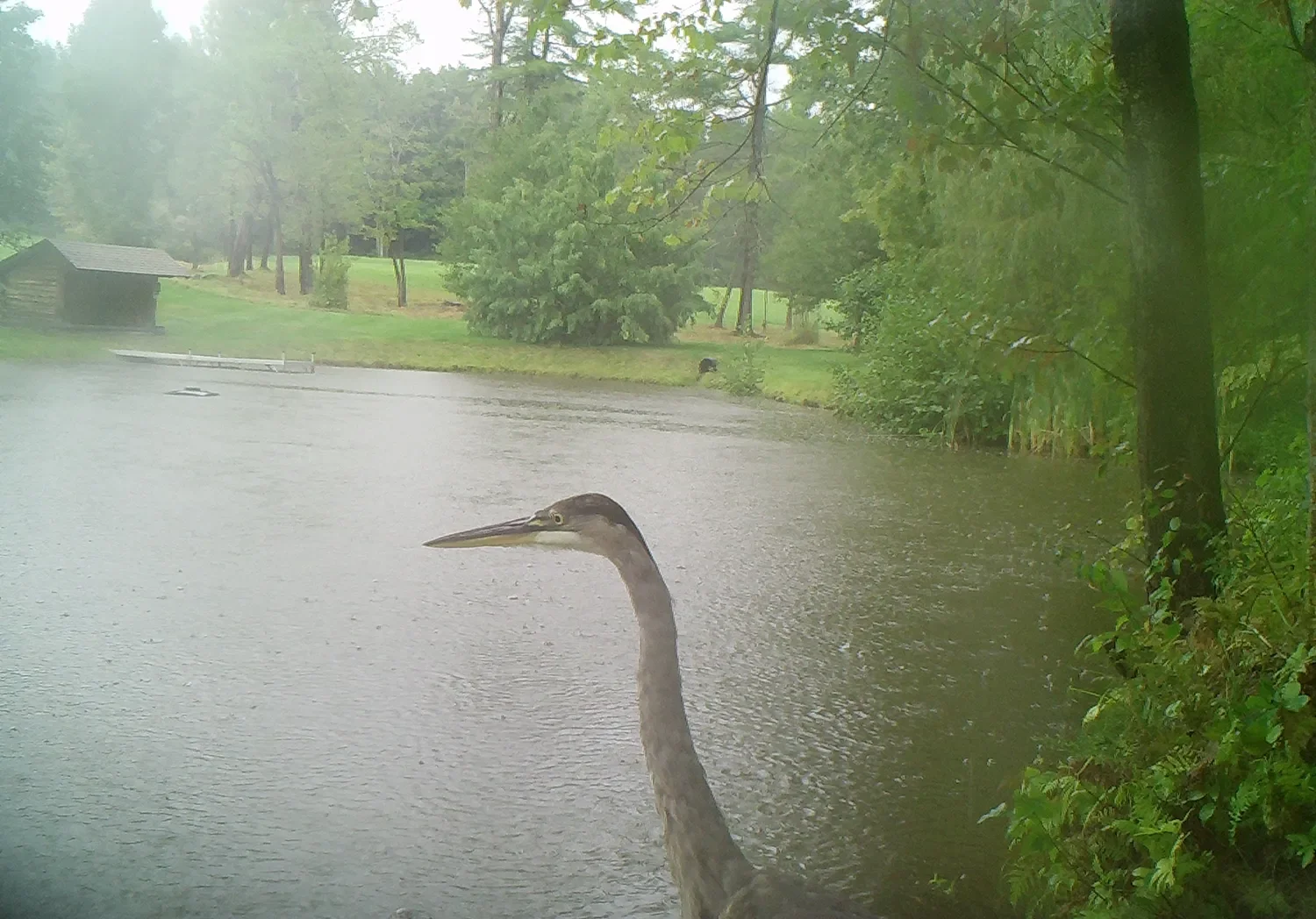 GreatBlue_RW_Still (1)(C).webp