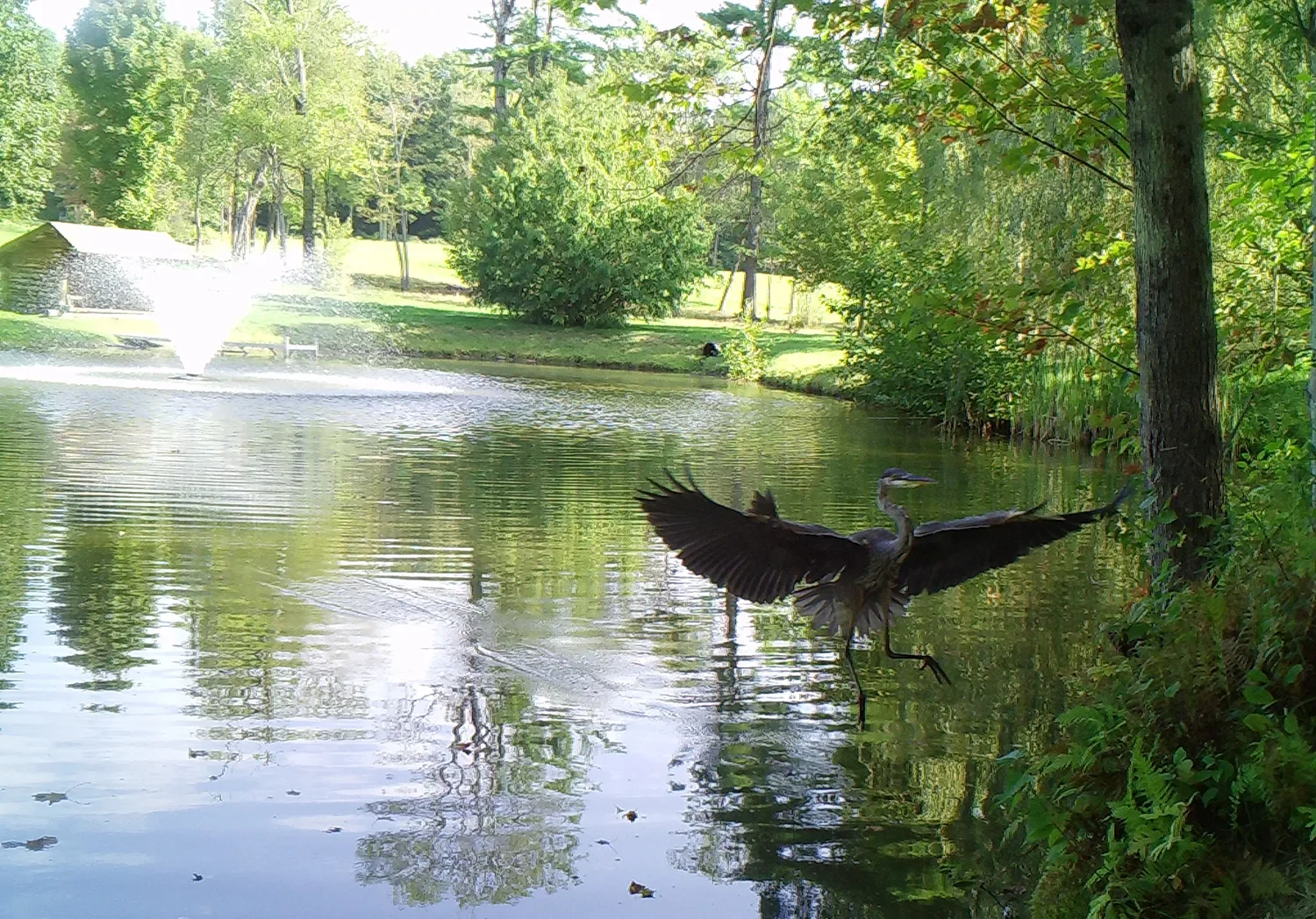 GreatBlue_RW_Still (2)(C).webp