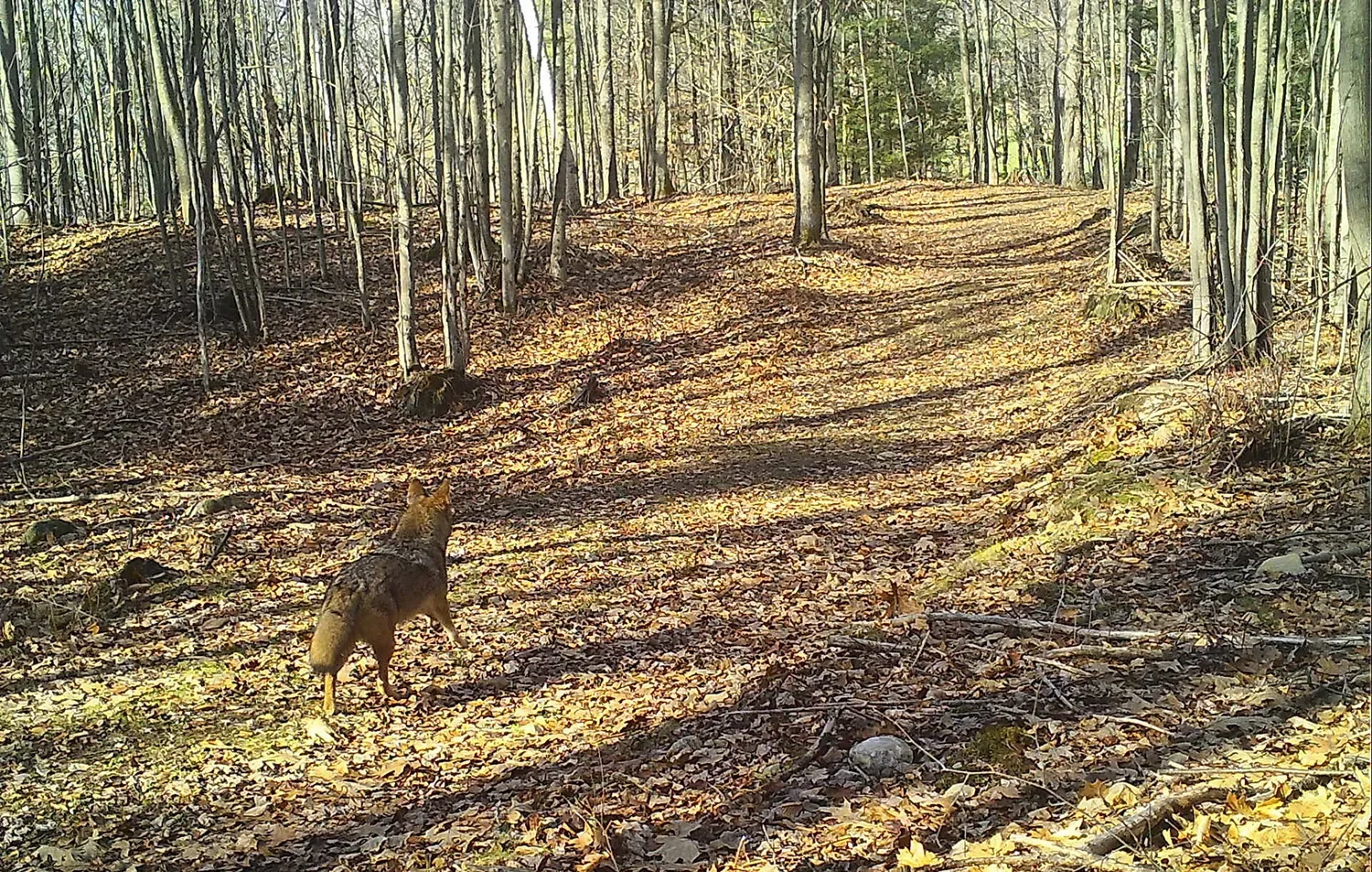 Reservoir Woods Trail Cam Animals (1).webp