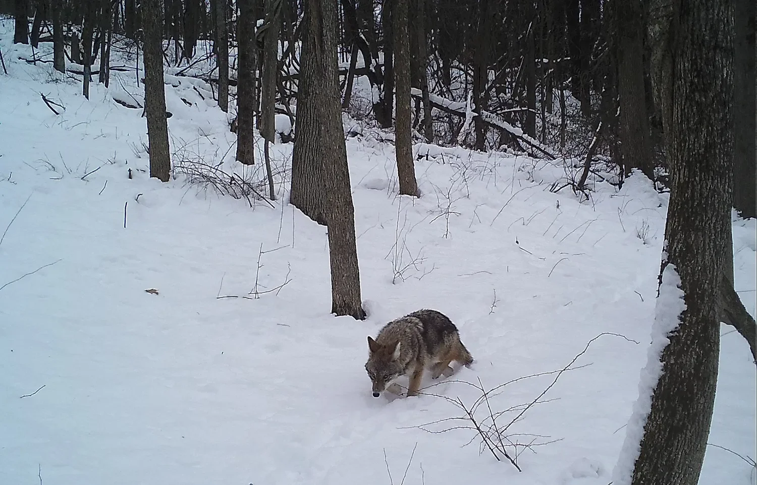 Reservoir Woods Trail Cam Animals (2).webp