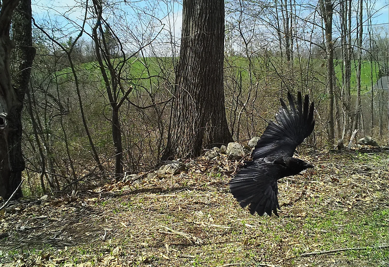 Reservoir Woods Trail Cam Animals (3).webp