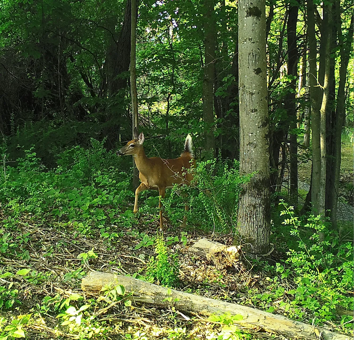 Reservoir Woods Trail Cam Animals (4).webp