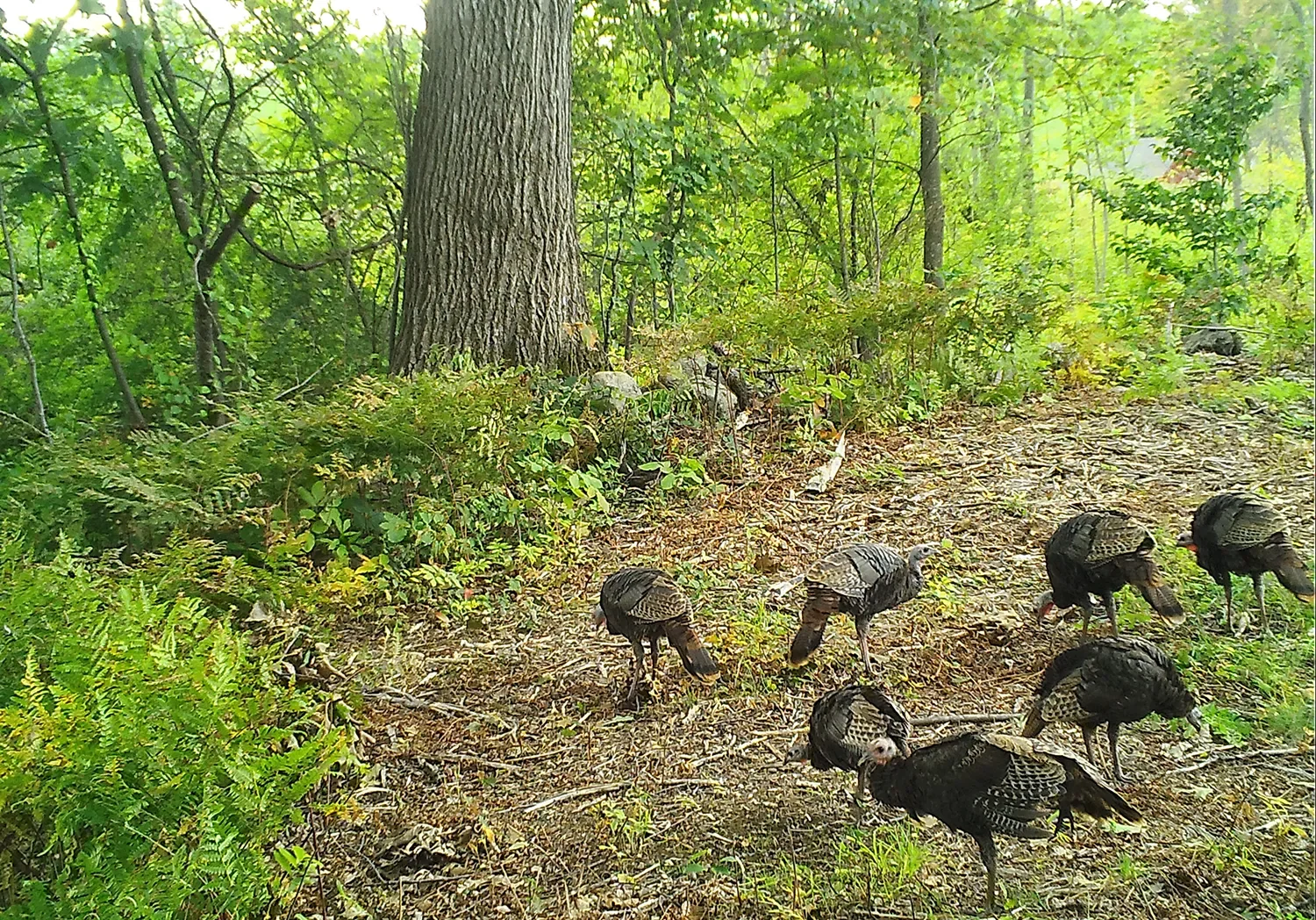 Reservoir Woods Trail Cam Animals (5).webp