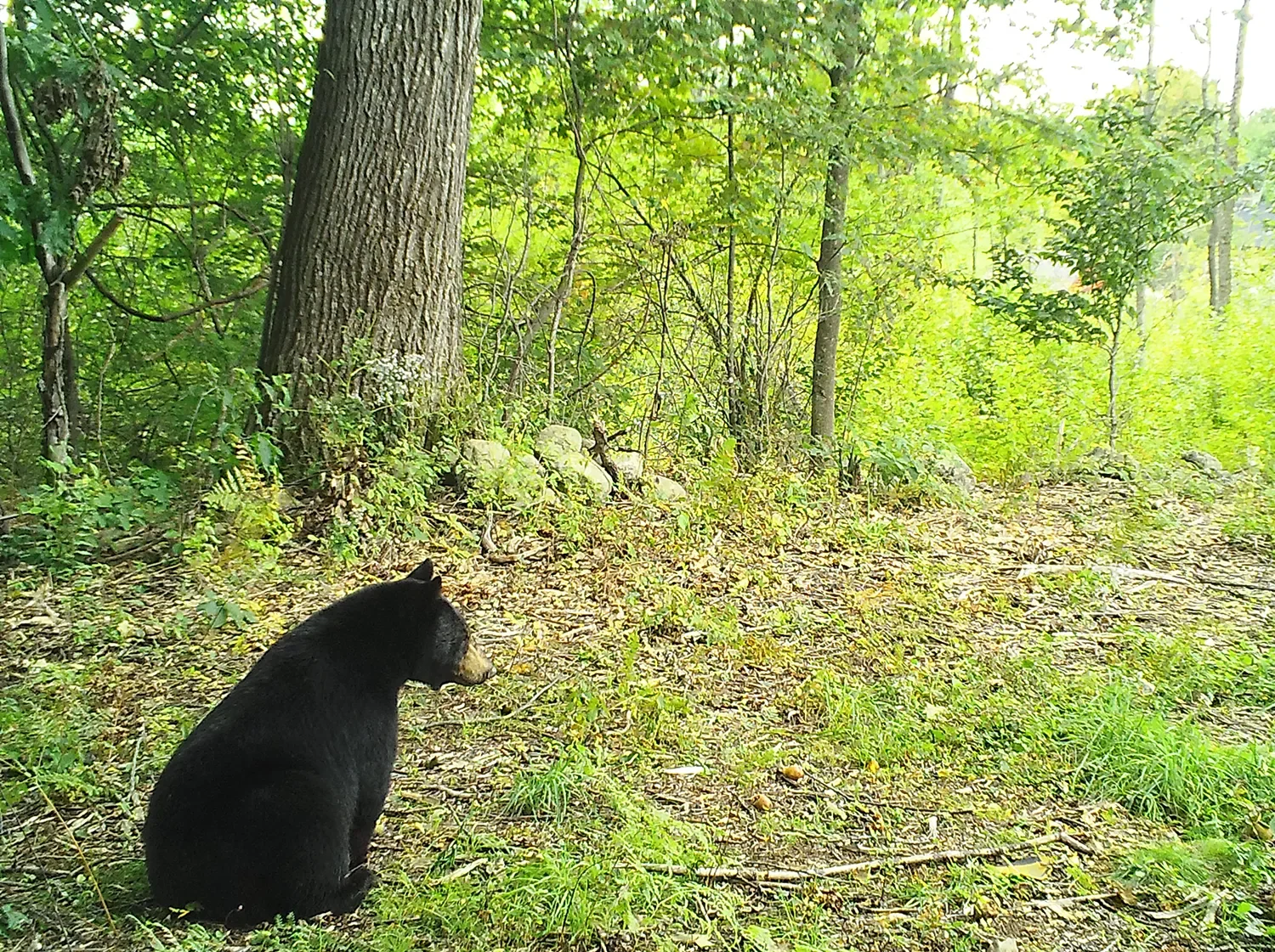 Reservoir Woods Trail Cam Animals (6).webp