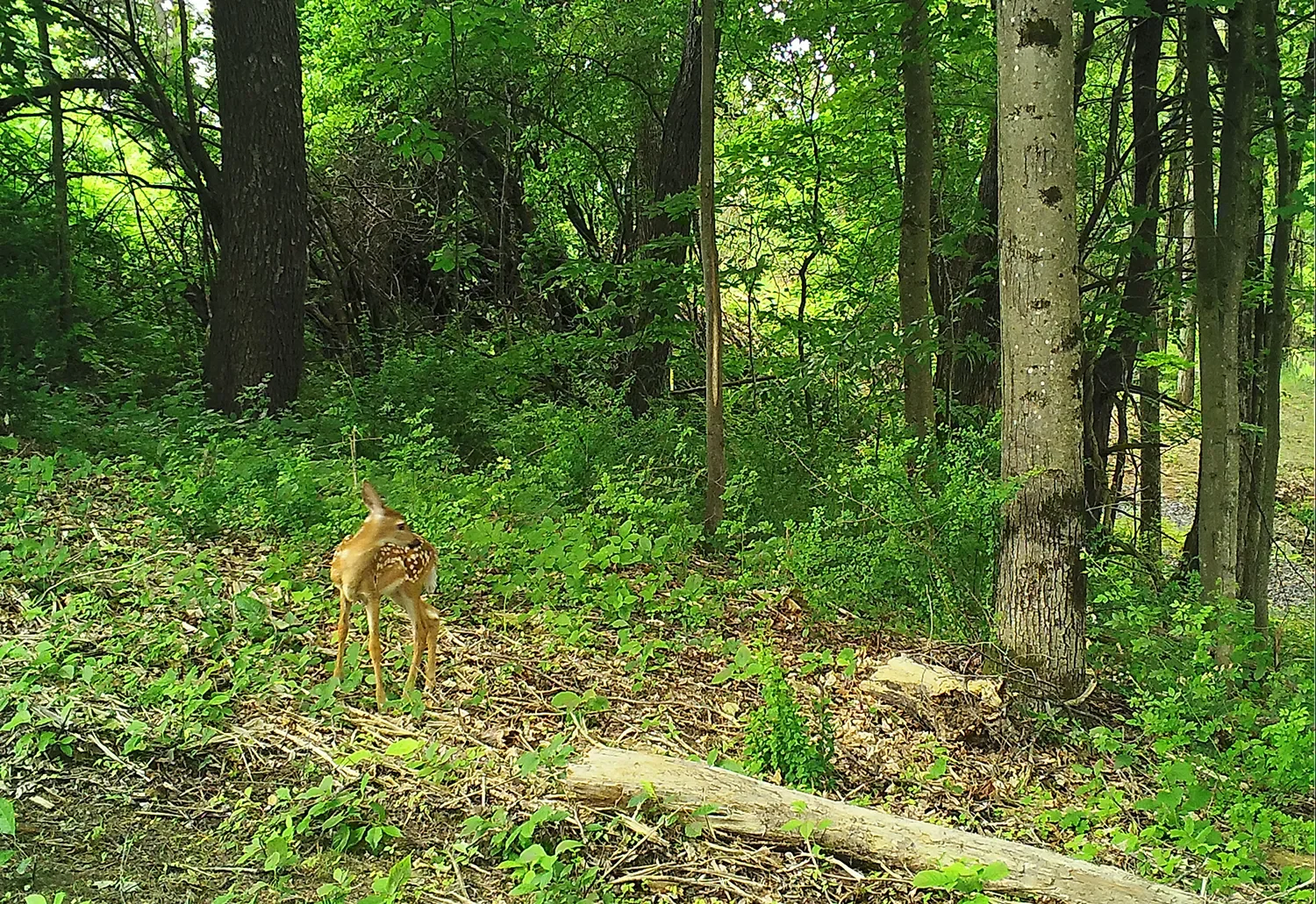 Reservoir Woods Trail Cam Animals (9).webp