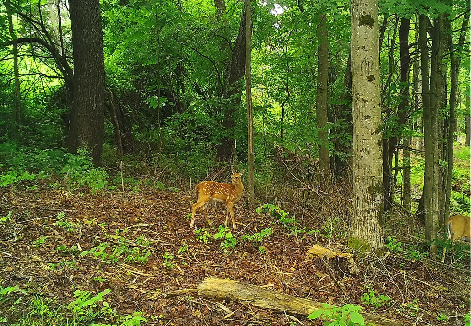 Reservoir Woods Trail Cam Animals (10).webp