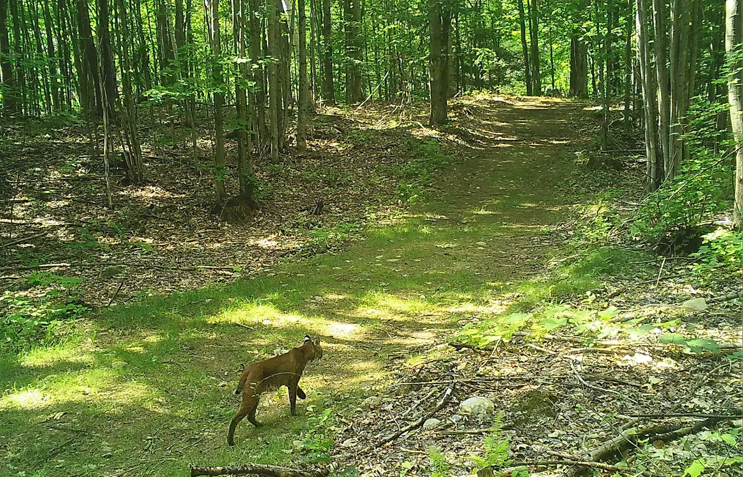 Reservoir Woods Trail Cam Animals (11).webp