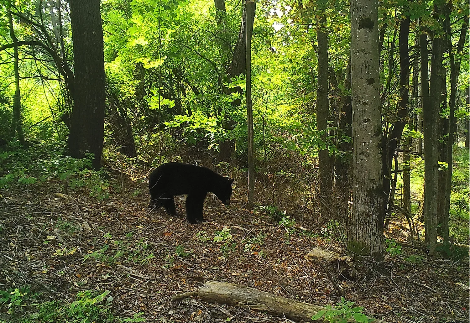 Reservoir Woods Trail Cam Animals (12).webp