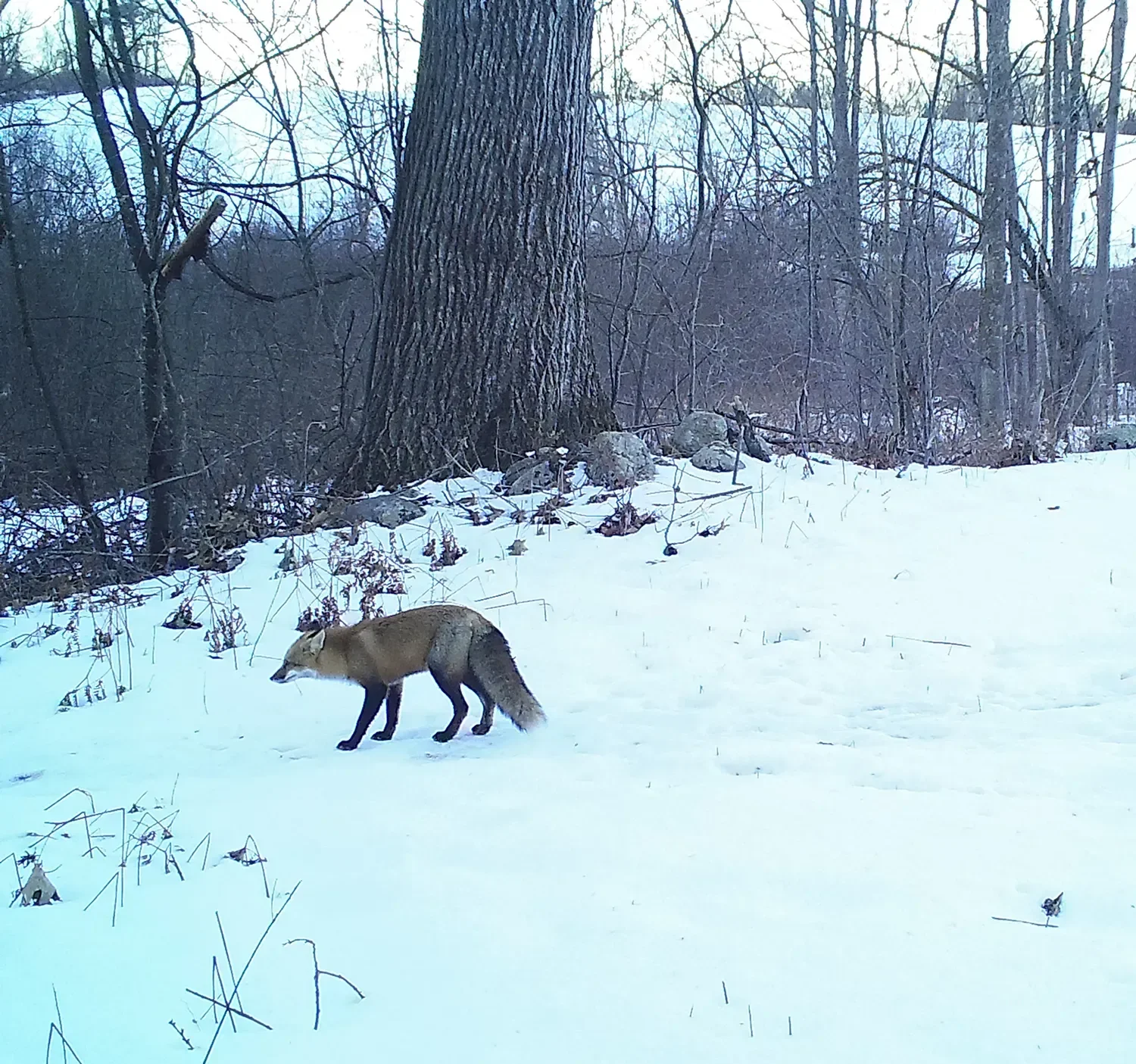 Reservoir Woods Trail Cam (1).webp